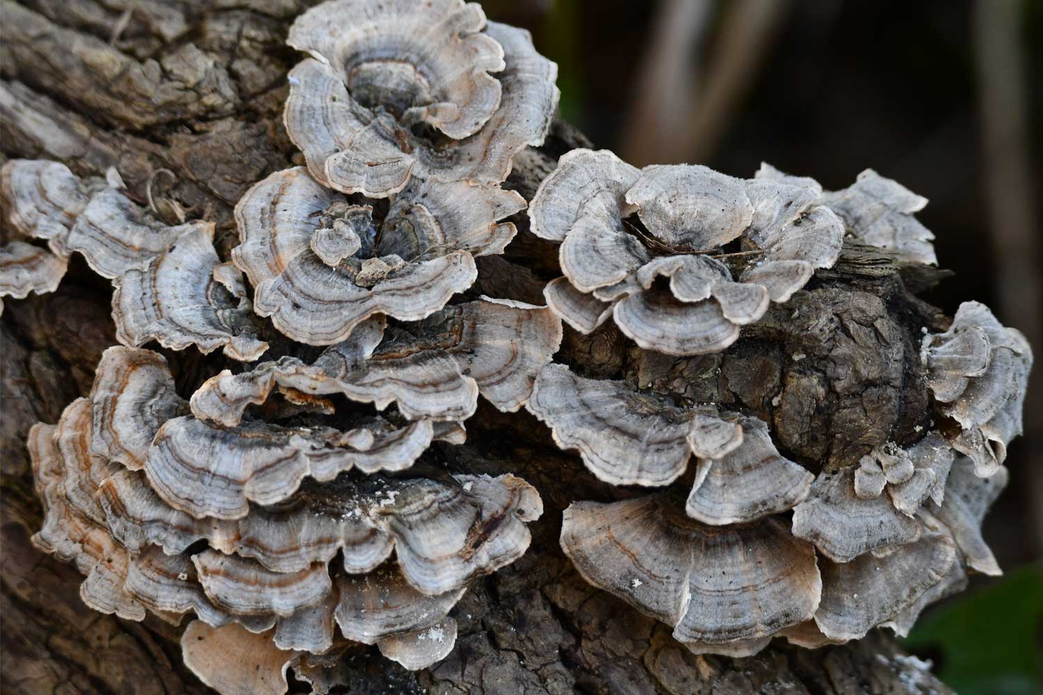 Turkey tail fungus on a fallen tree.