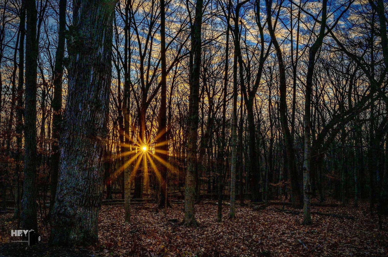 The setting sun can be seen through the bare trees in a forest.