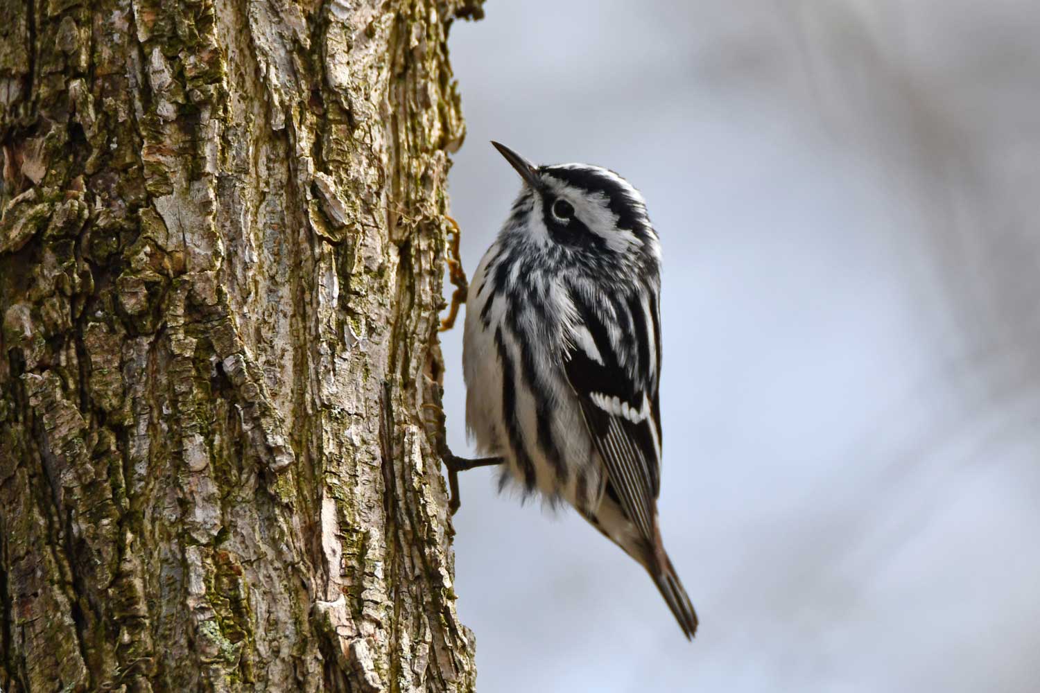Black and white warbler clinging to the side of a tree.