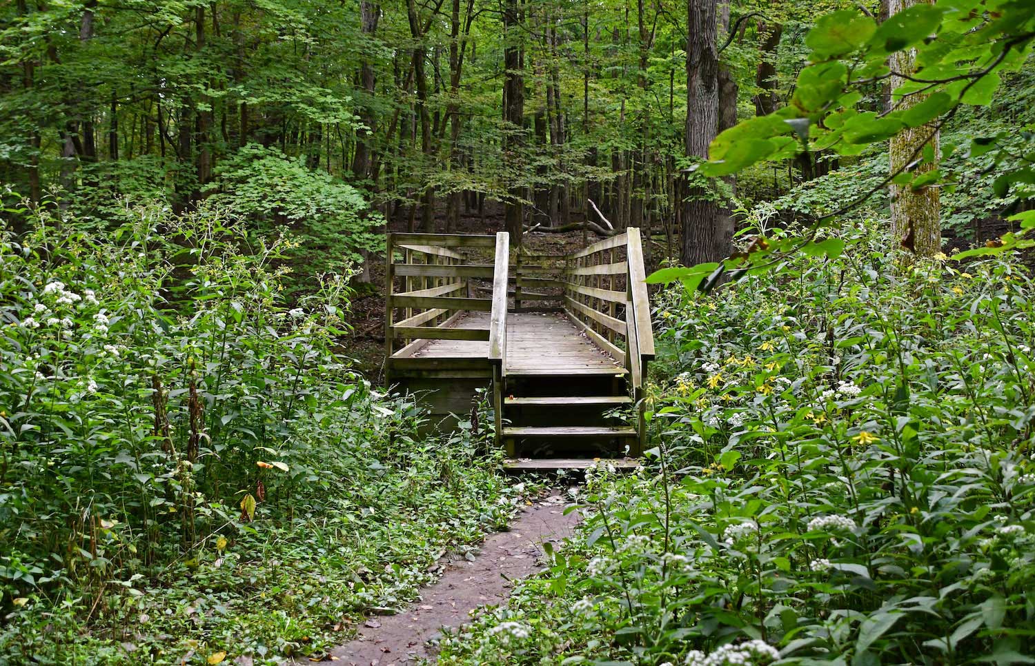 Wooden stairs to an elevated boardwalk along a forest trail.