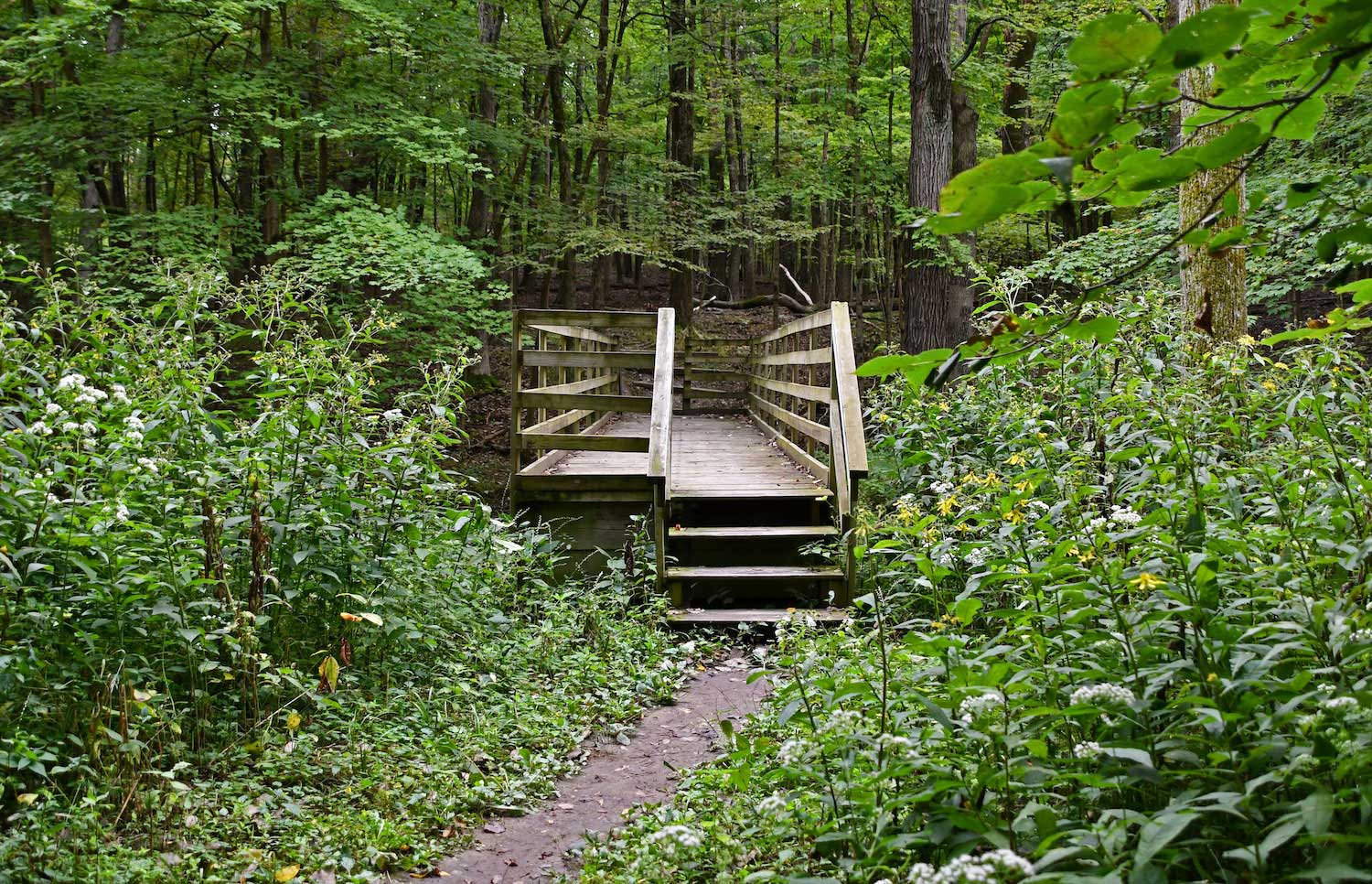 The steps up to a trail boardwalk in a forest.