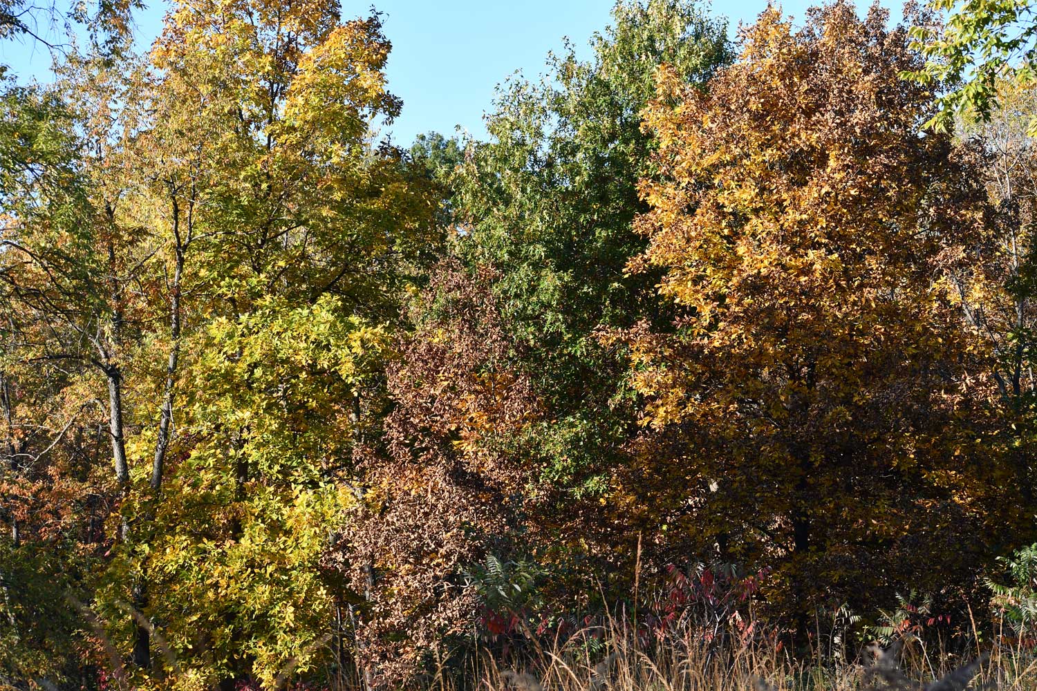 Trees with leaves displaying fall colors.