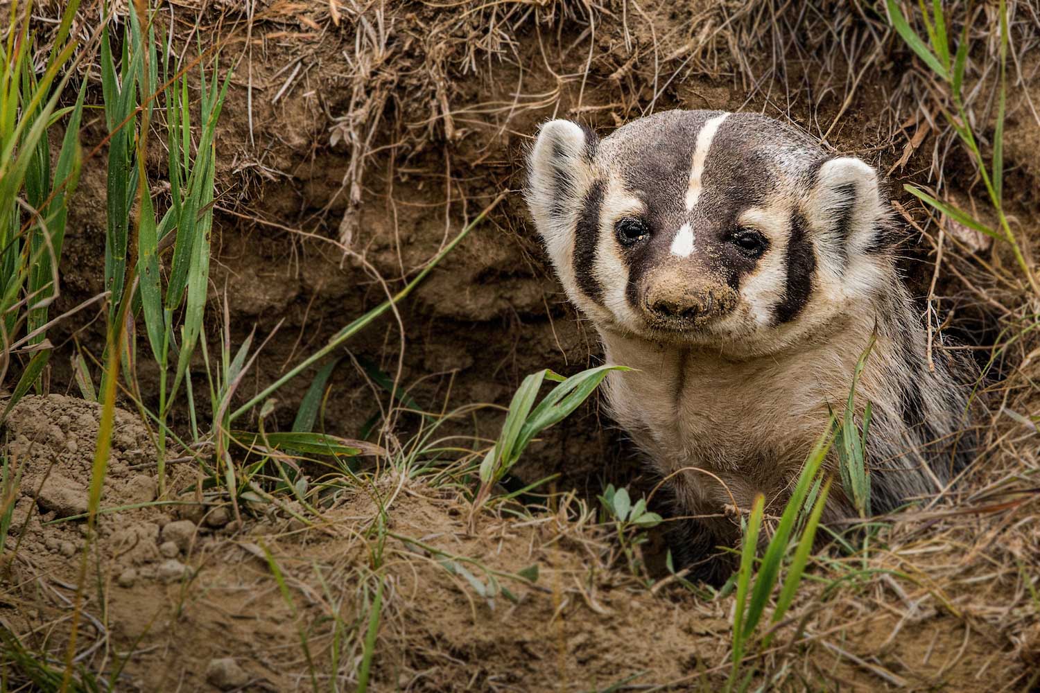 A badger emerging from a hole in the ground.