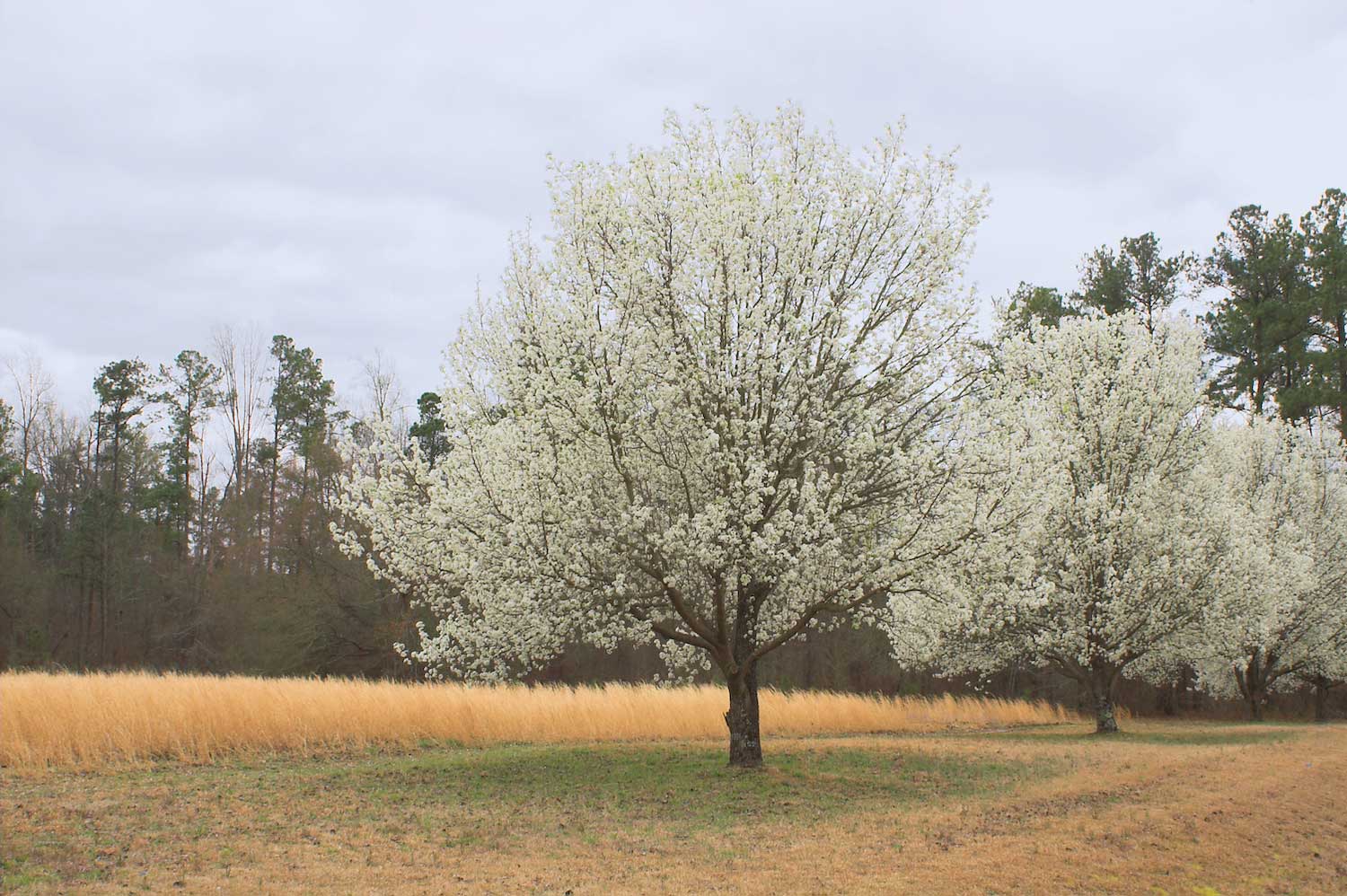 A row of three Callery pear trees in bloom with a line of trees at the edge of a grassy area behind them.