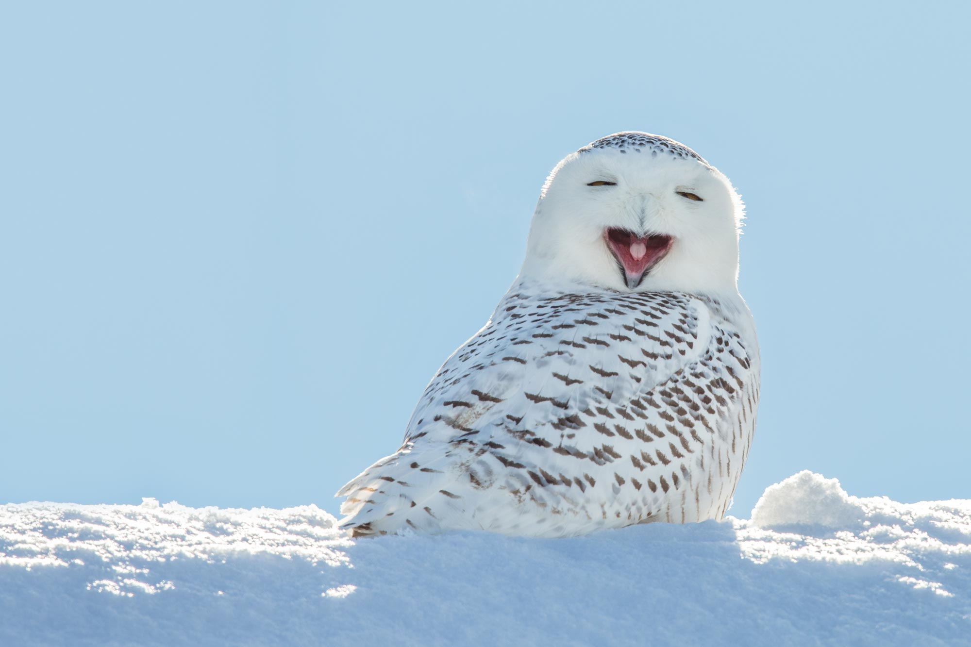 Snowy owl on the ground