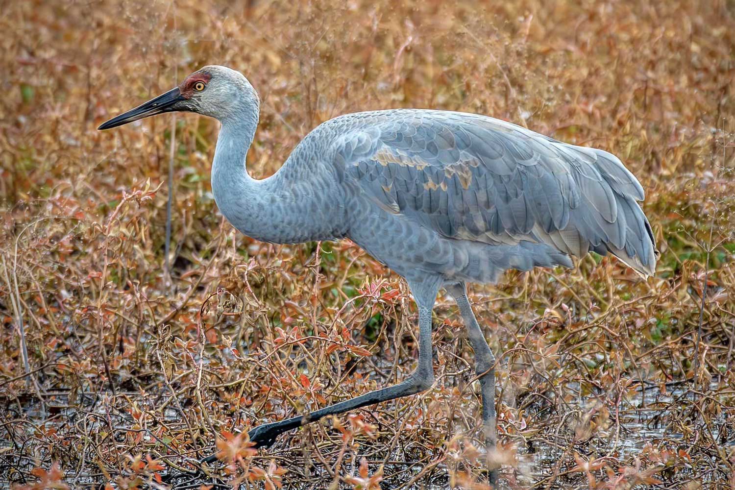 Sandhill crane walking through tall grasses and vegetation.