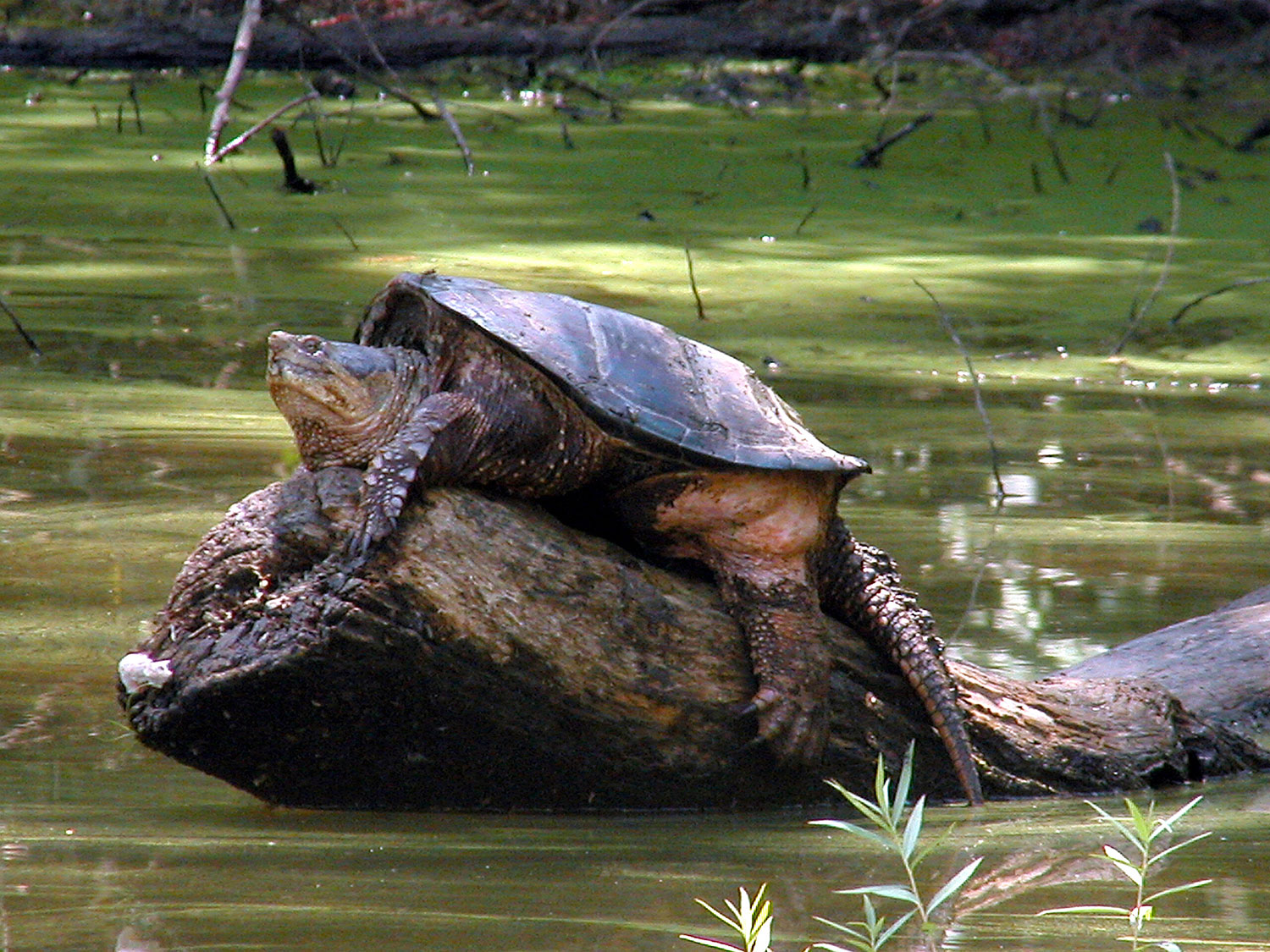 Creature Feature: The Powerful Snapping Turtle - Forest Preserve District  of Will County