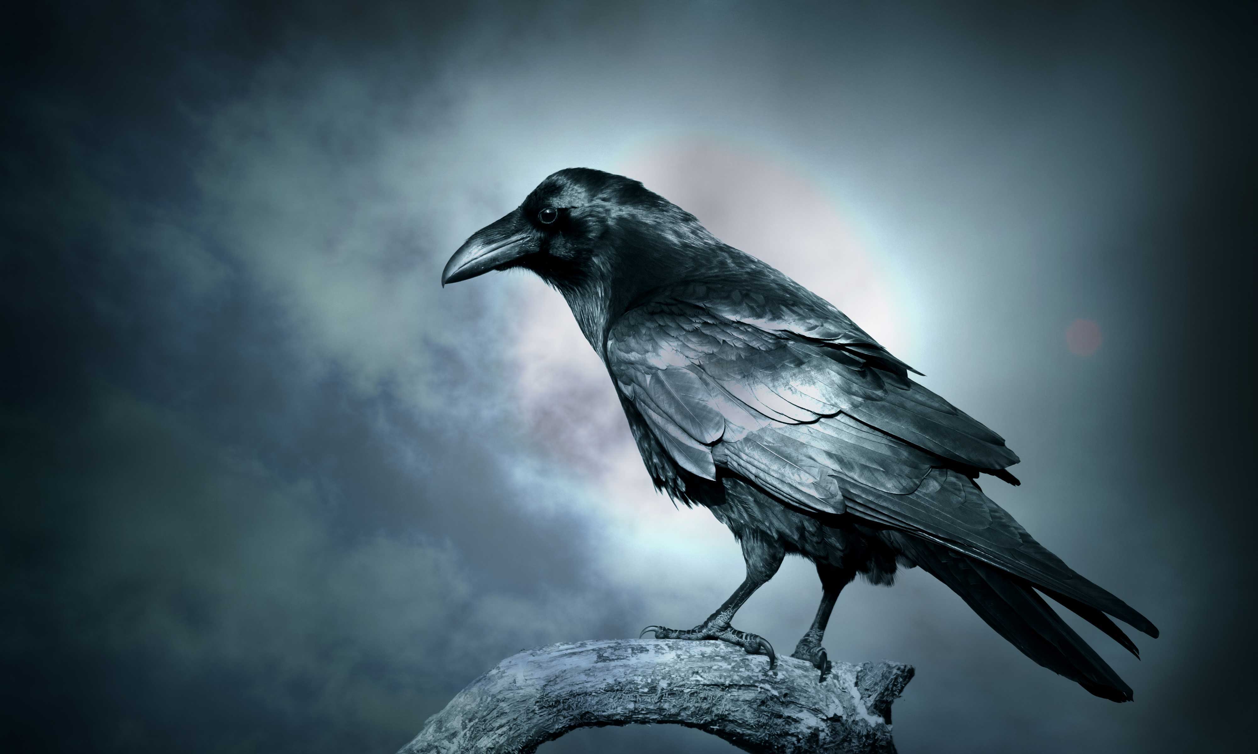 Dark and dreary portrait of a crow