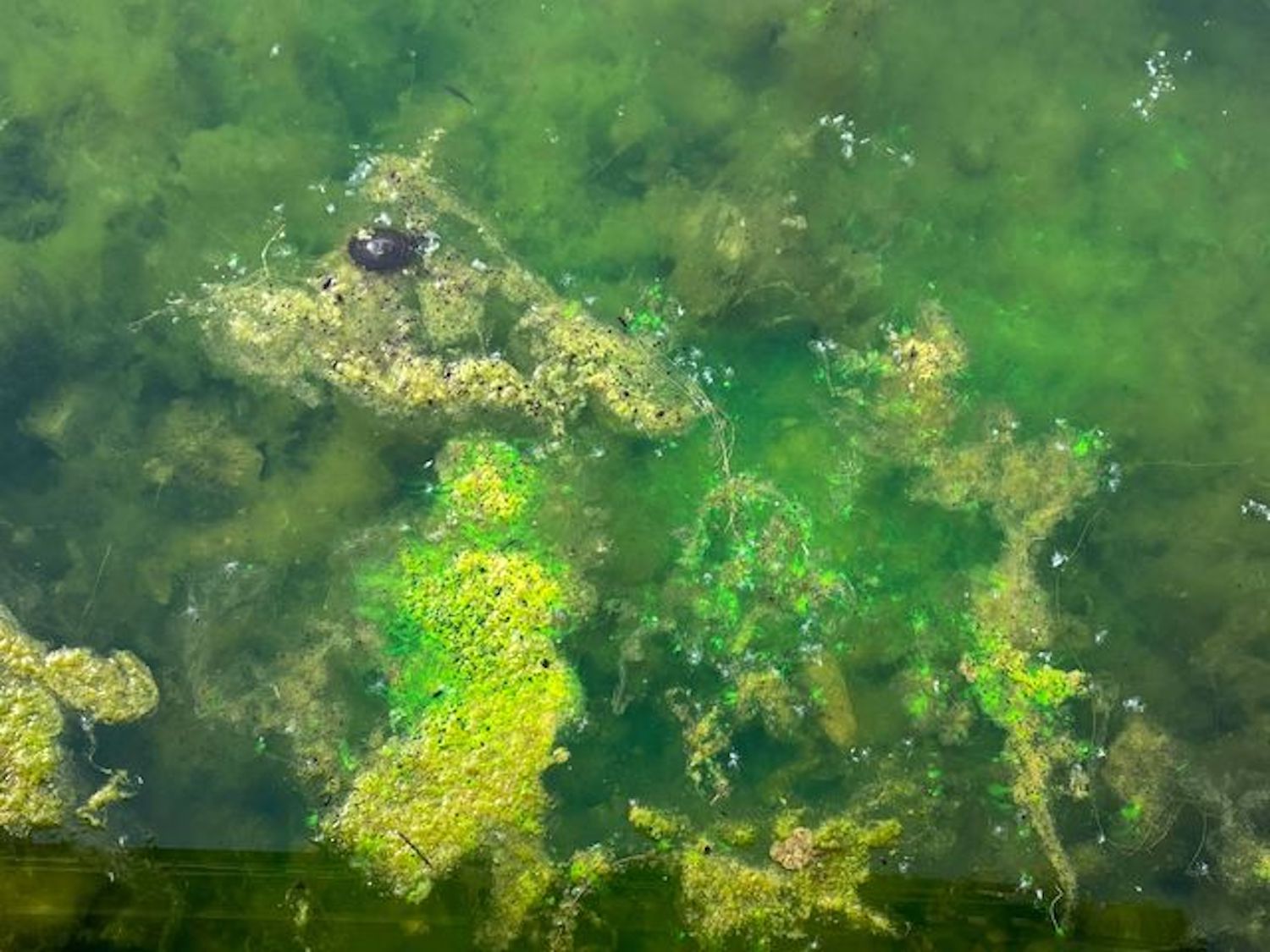 An algae bloom.