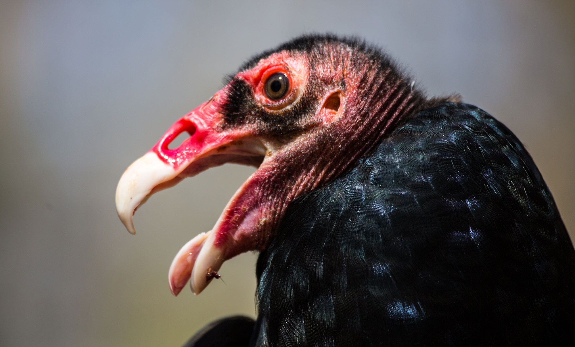 Close-up of a turkey vulture with its tongue out.