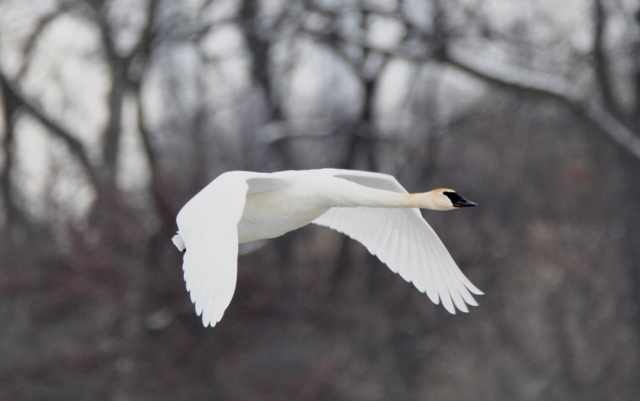 A trumpeter swan flying low over the ground
