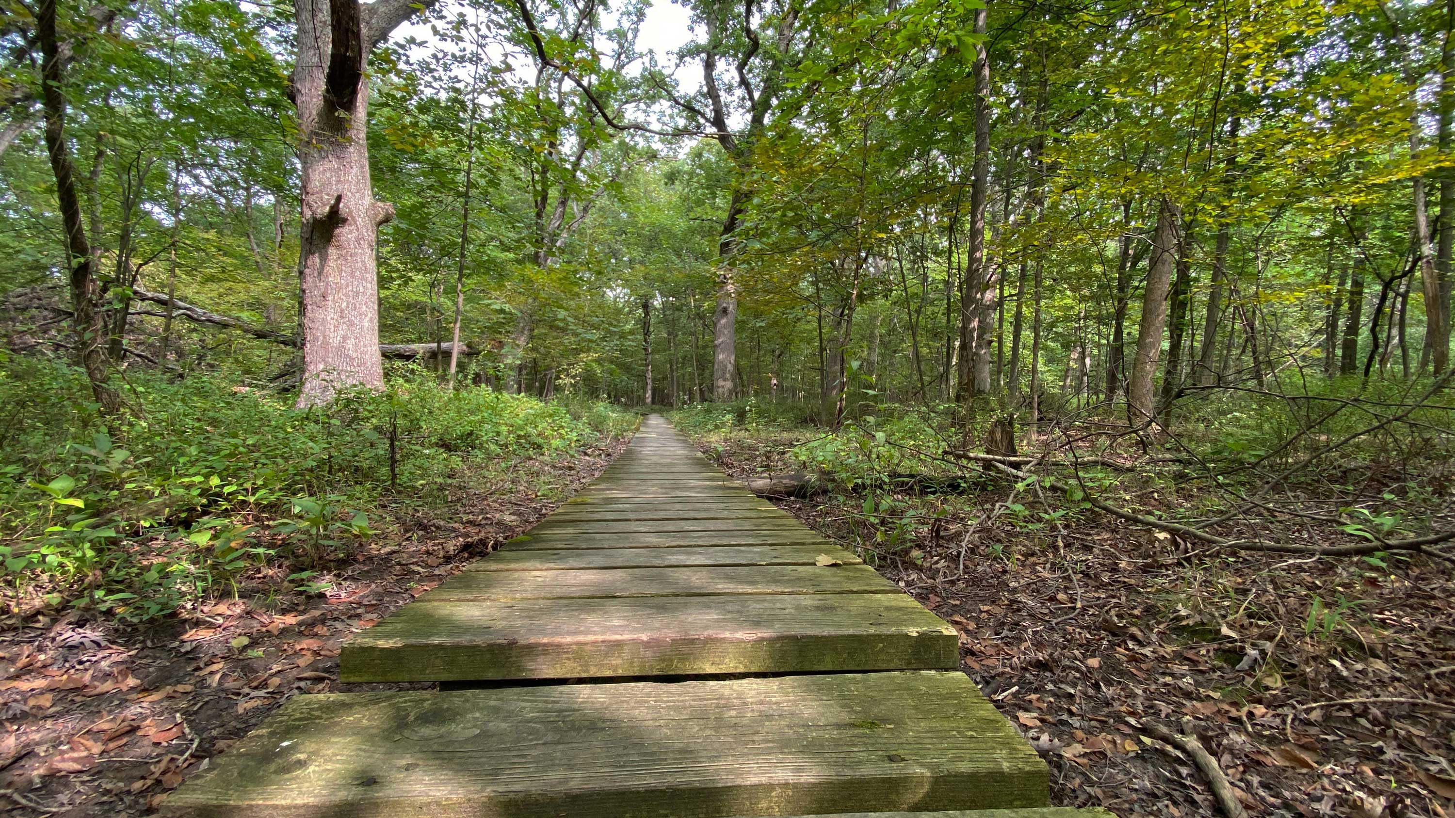 The boardwalk at the site.