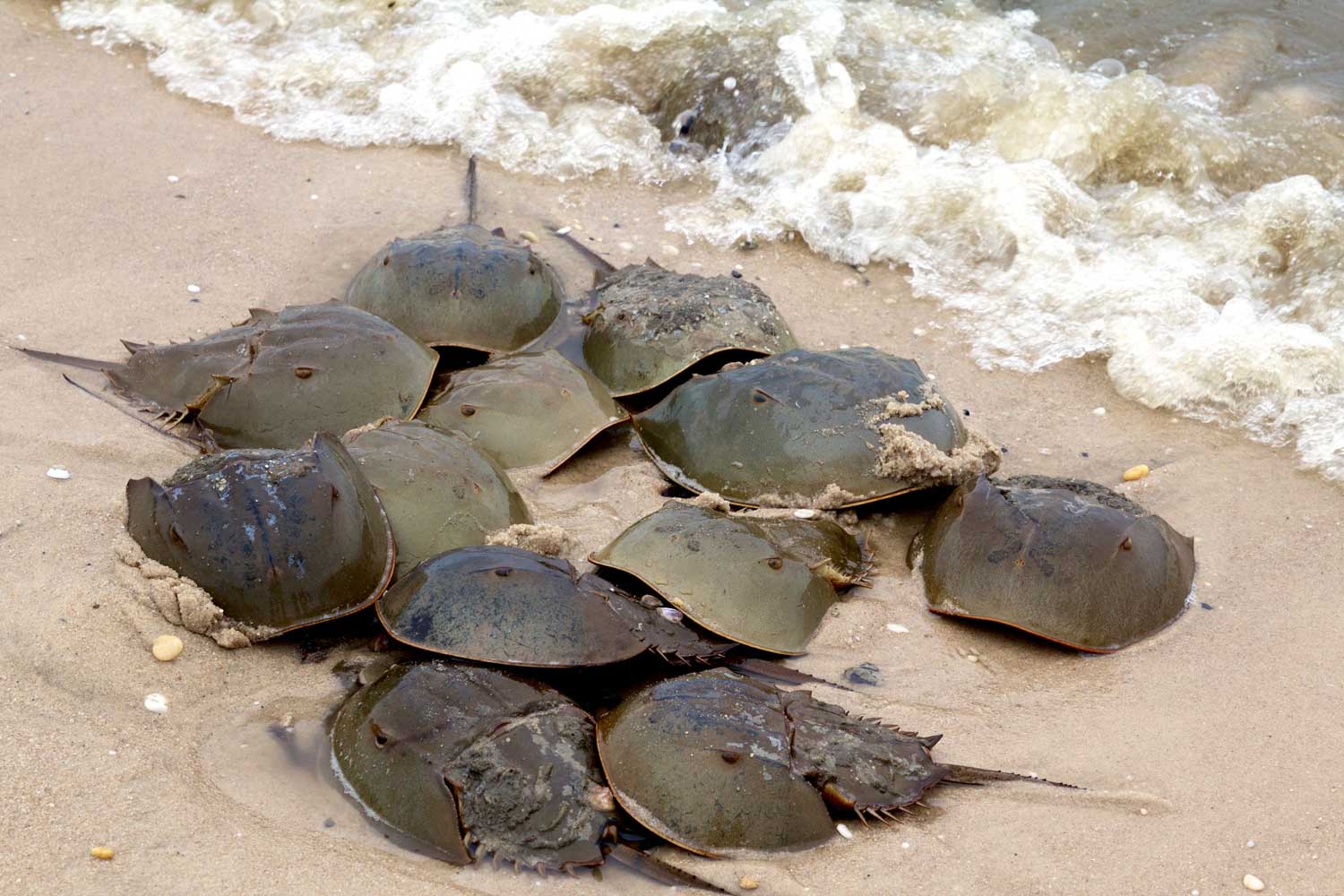 Horseshoe crabs on the shore.