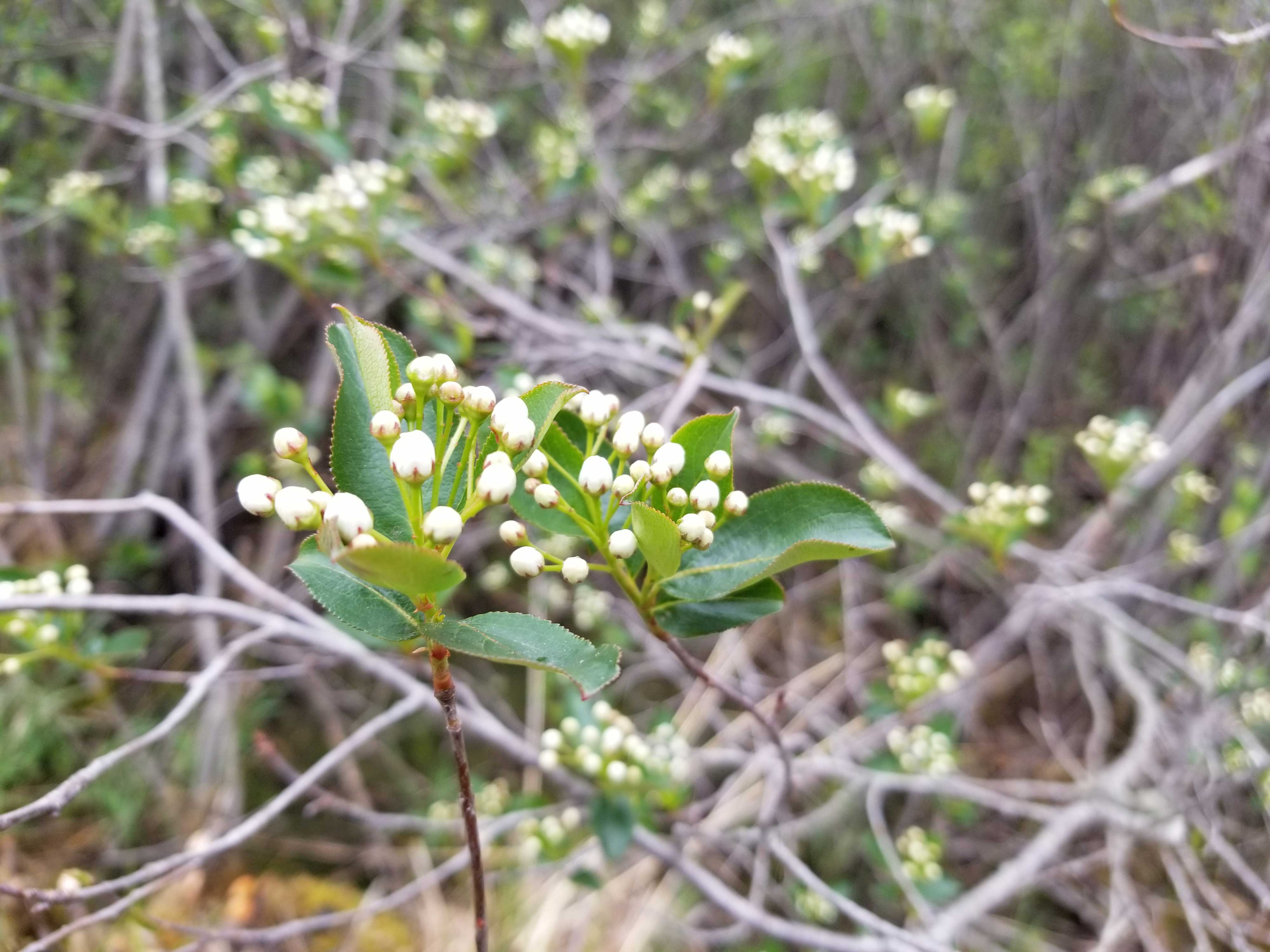 Chokeberry flowers.