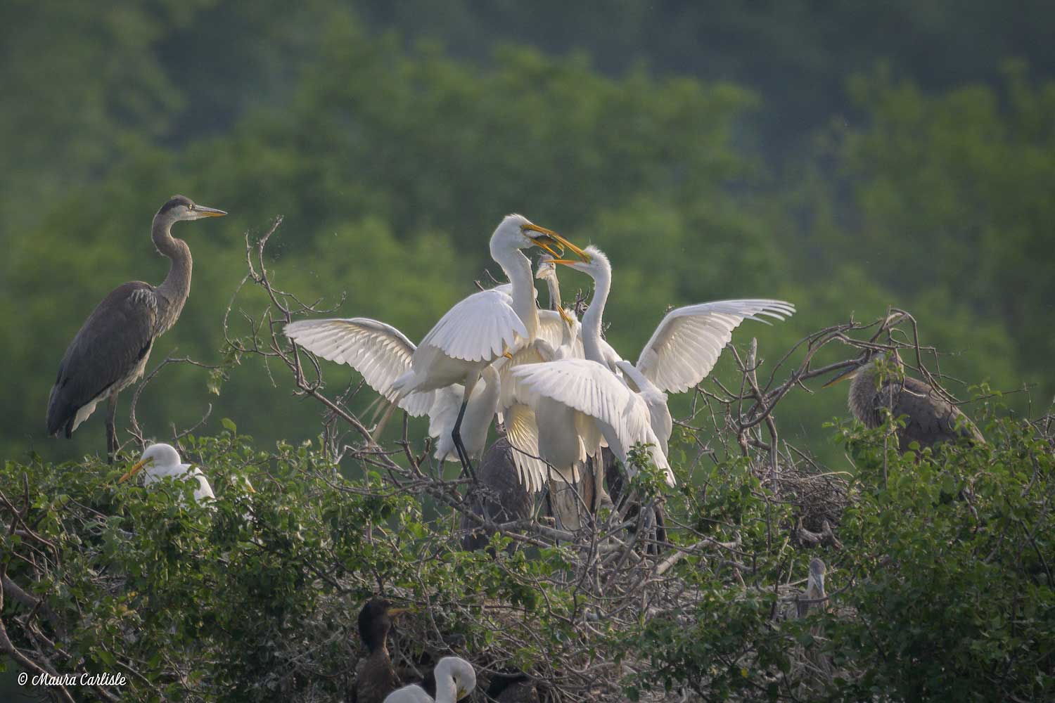 A group of great egrets feeding on fish from atop a tree while a few great blue herons are perched around them.