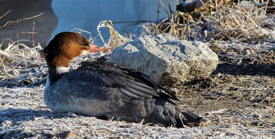 A common merganser with a broken beak