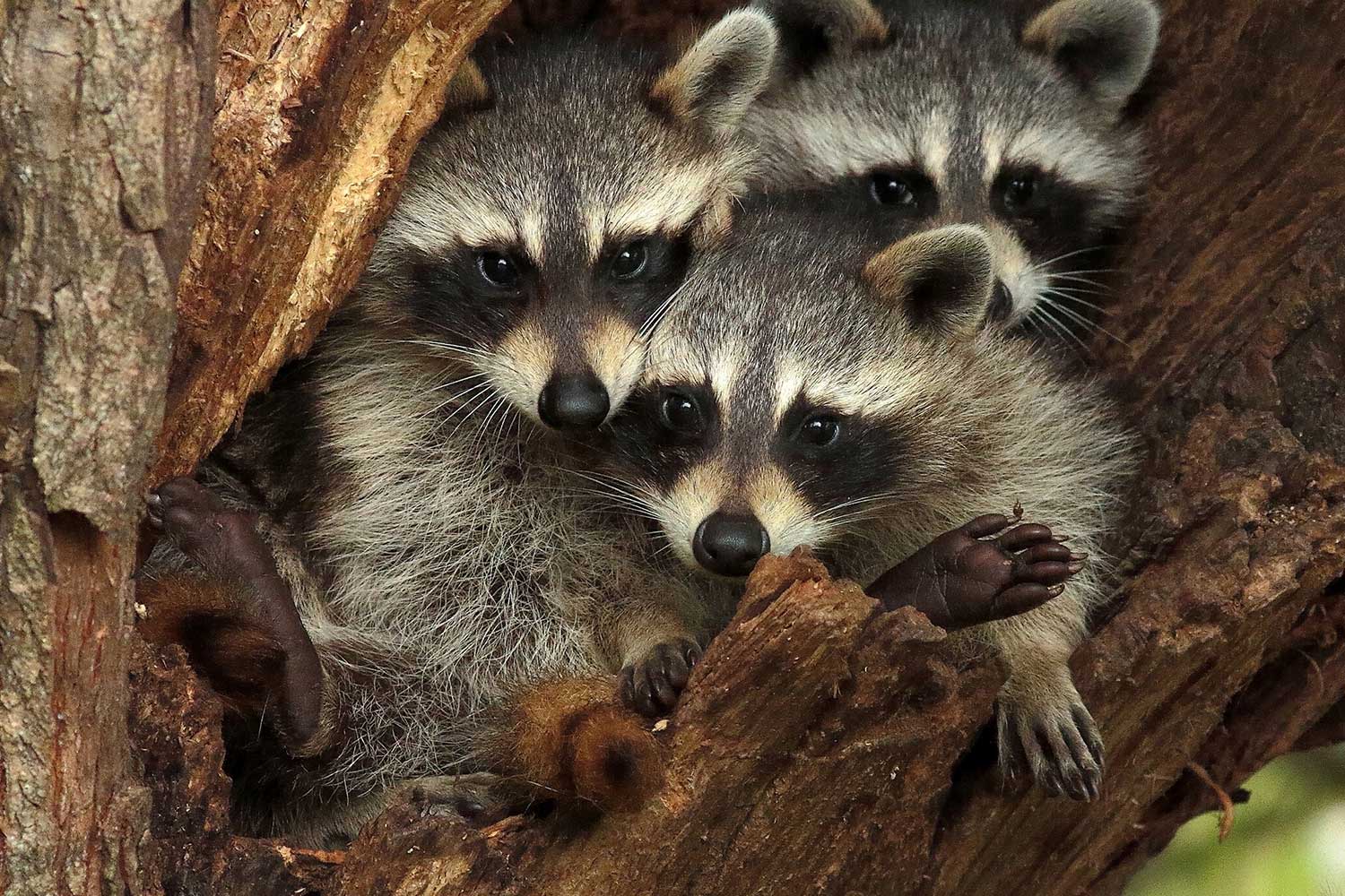 A group of three young raccoons peeking out of a tree cavity.