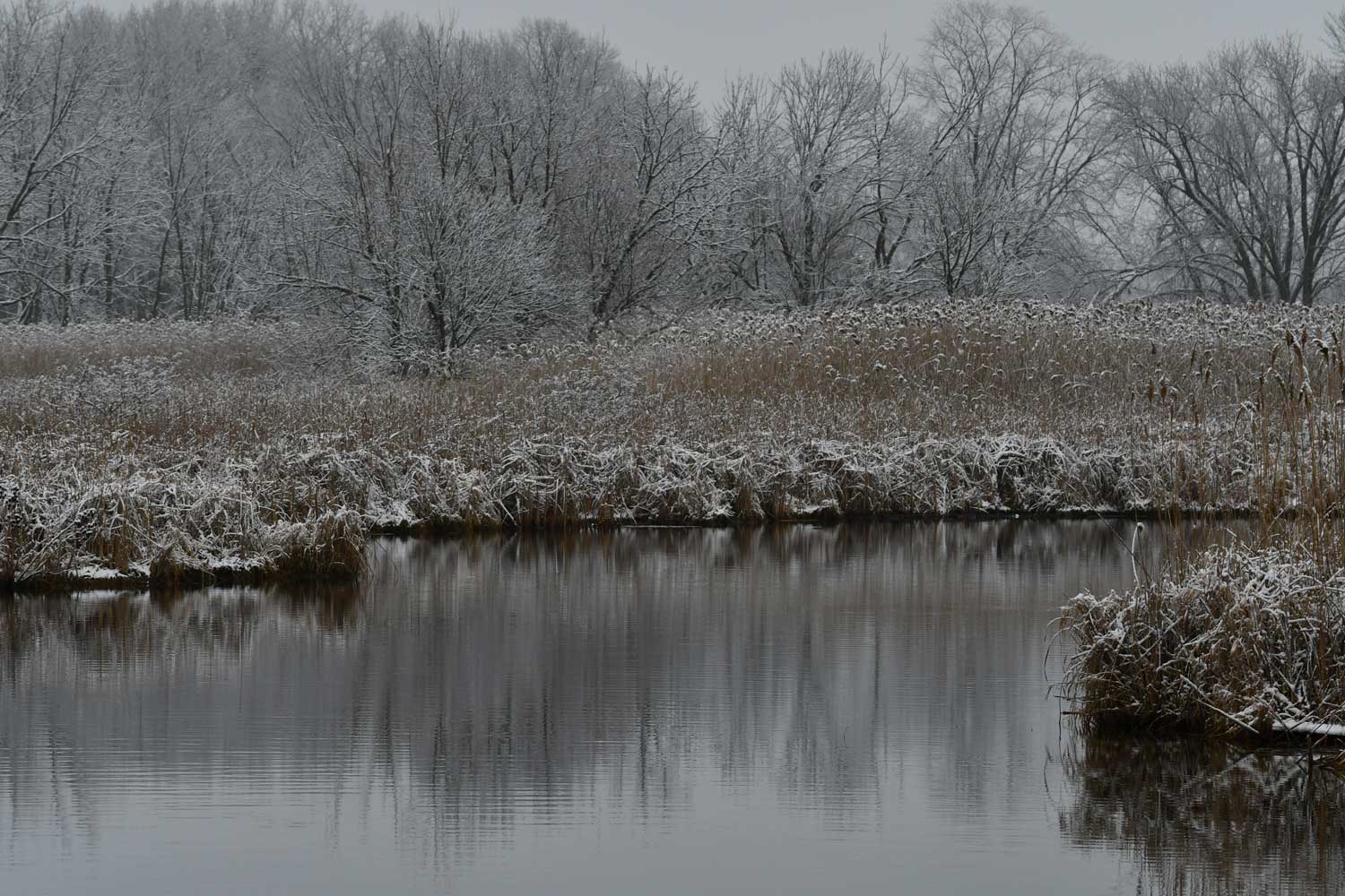 A waterway lined on both sides by dried grasses covered with a light dusting of snow.