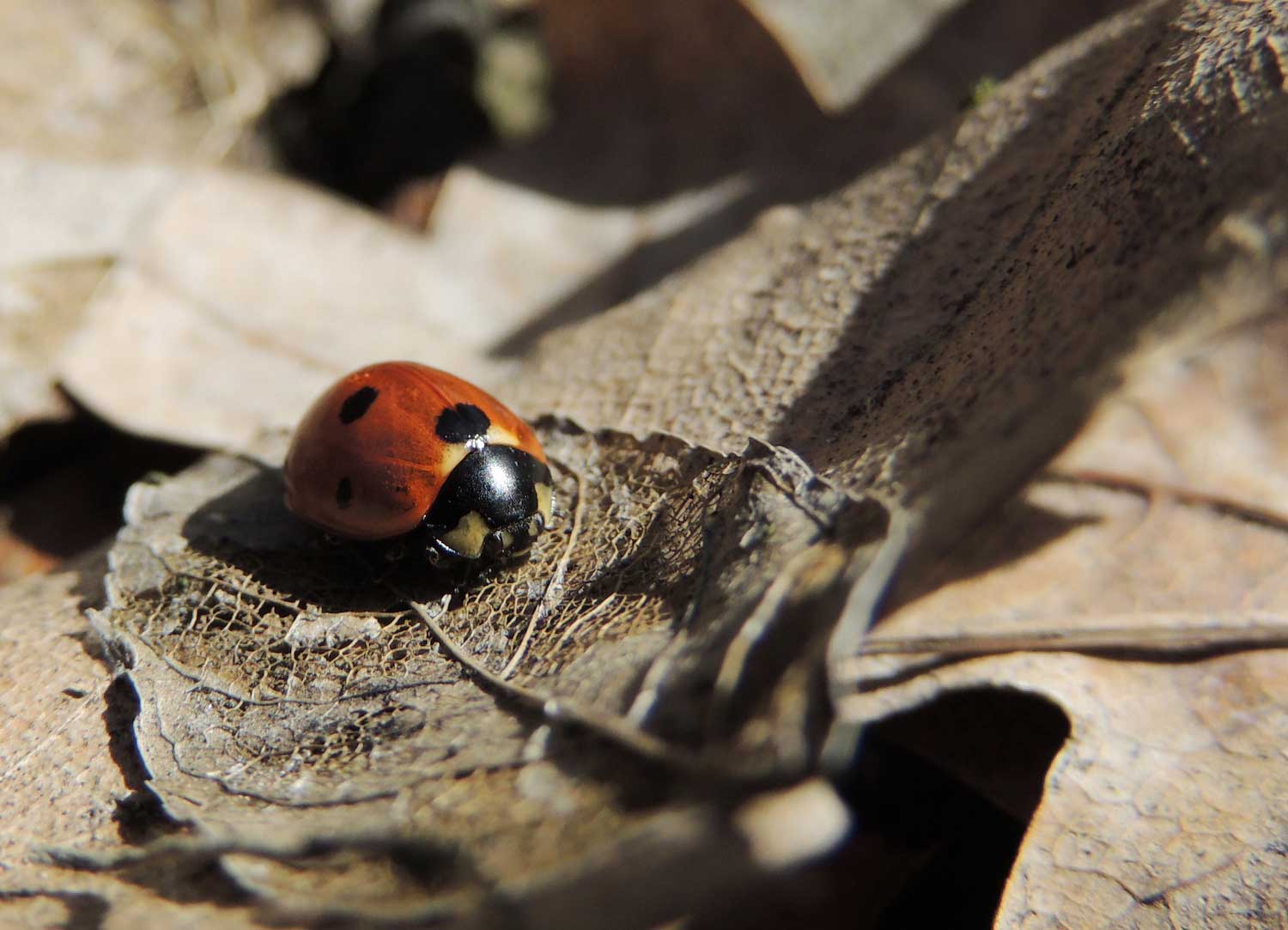 A lady beetle on a brown leaf.