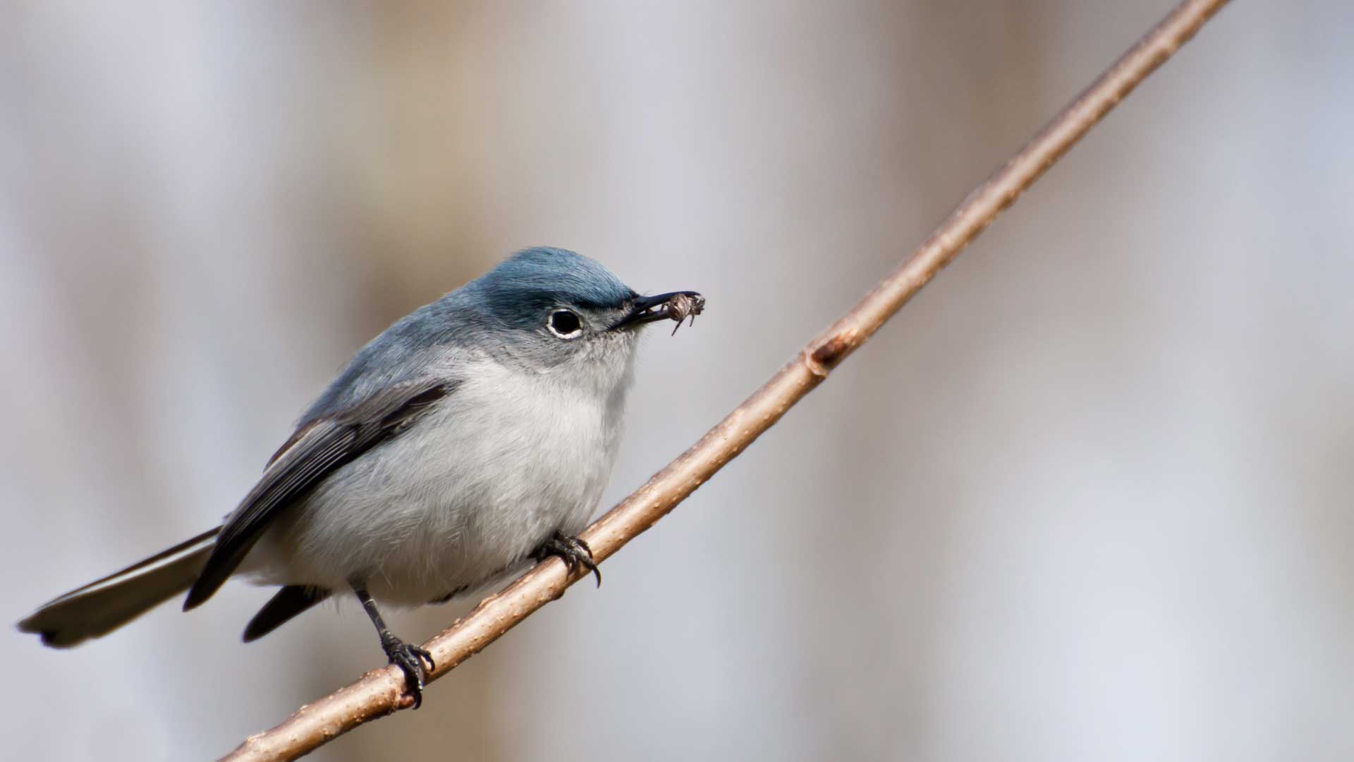 Blue-gray gnatcatcher perched on a slender bare branch, holding a small insect in its bill, with a soft, neutral background.