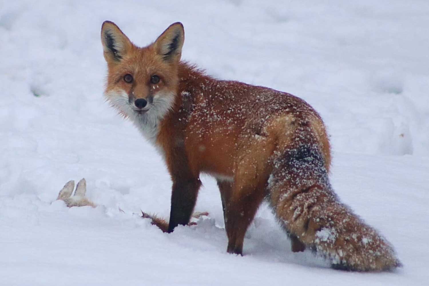 Red fox standing in snow.