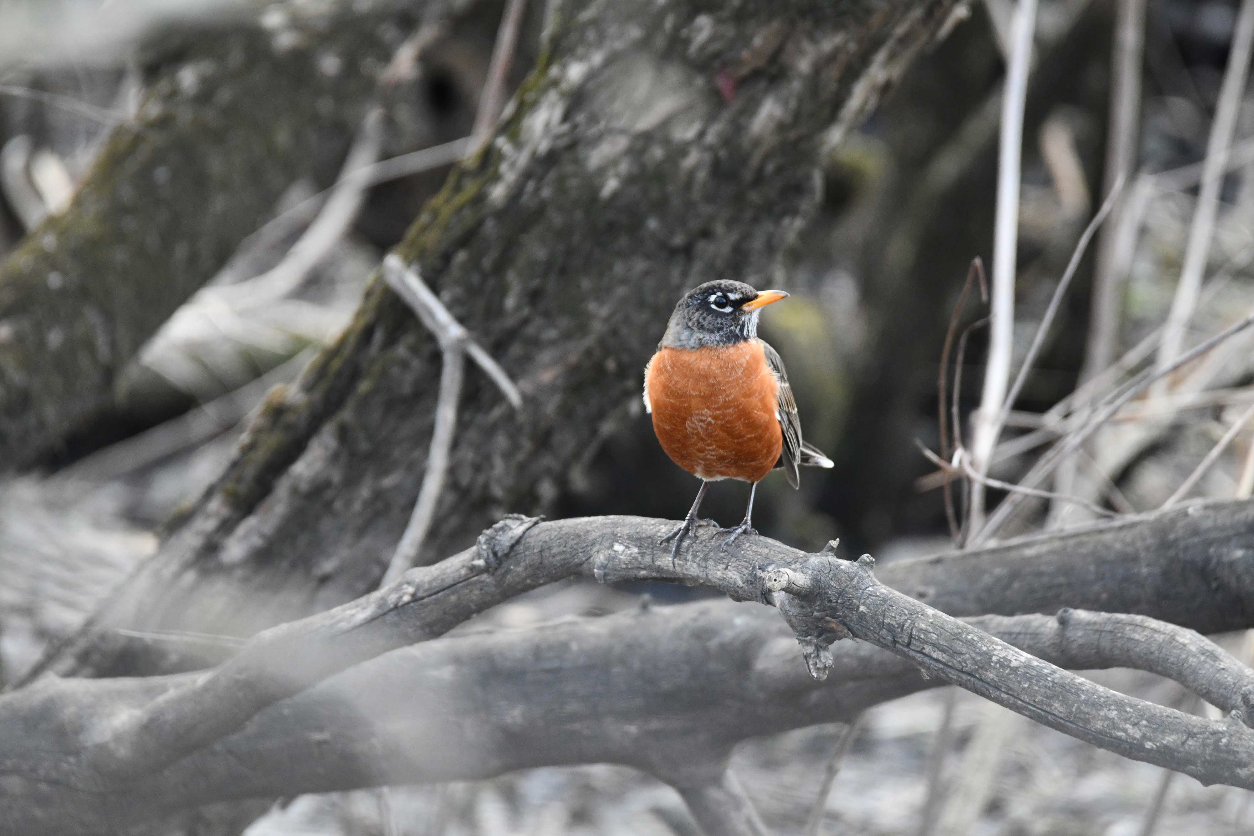 Robin perched on a branch