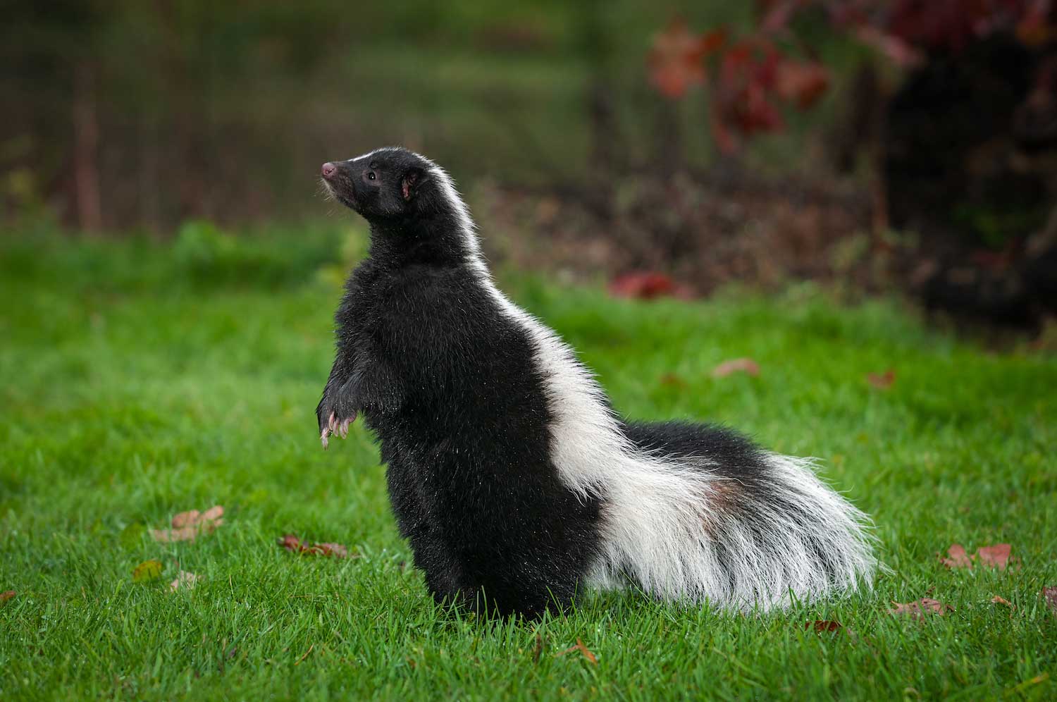 A skunk standing up on its back legs while in the grass.