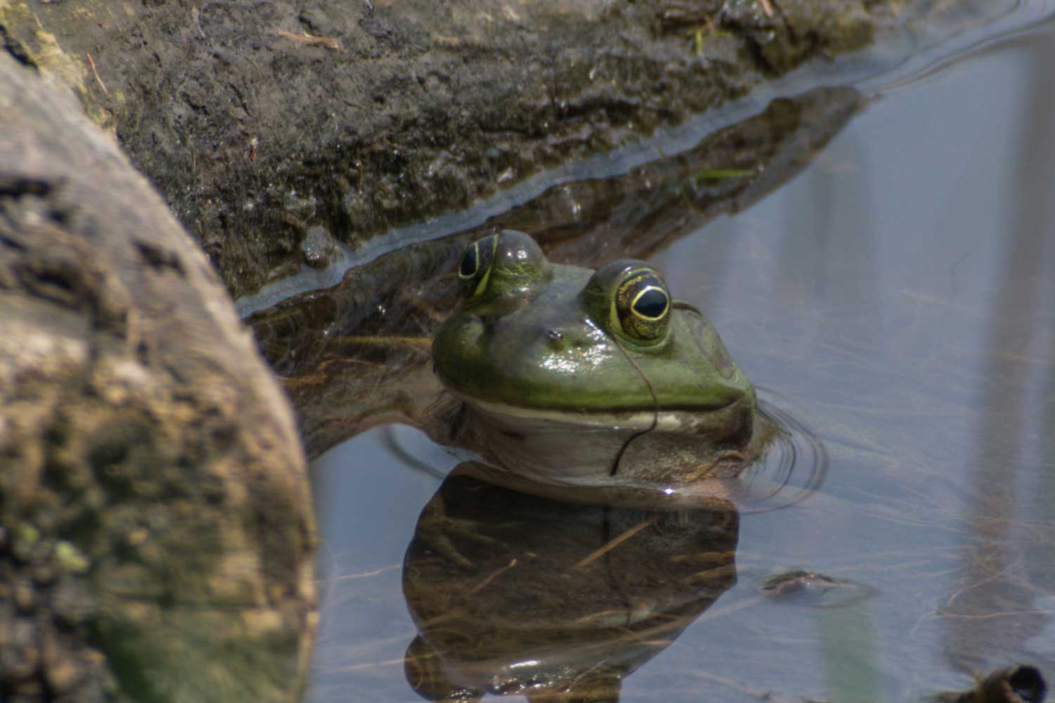 American bullfrog sitting in the water near a fallen tree.