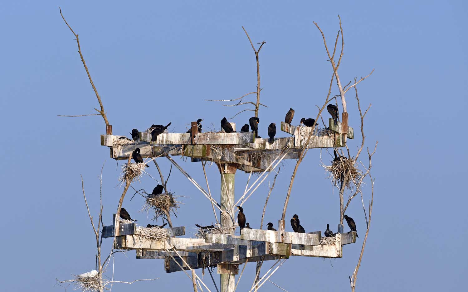 More than 20 double-crested cormorants perched on a two-level nesting platform with blue sky in the background.