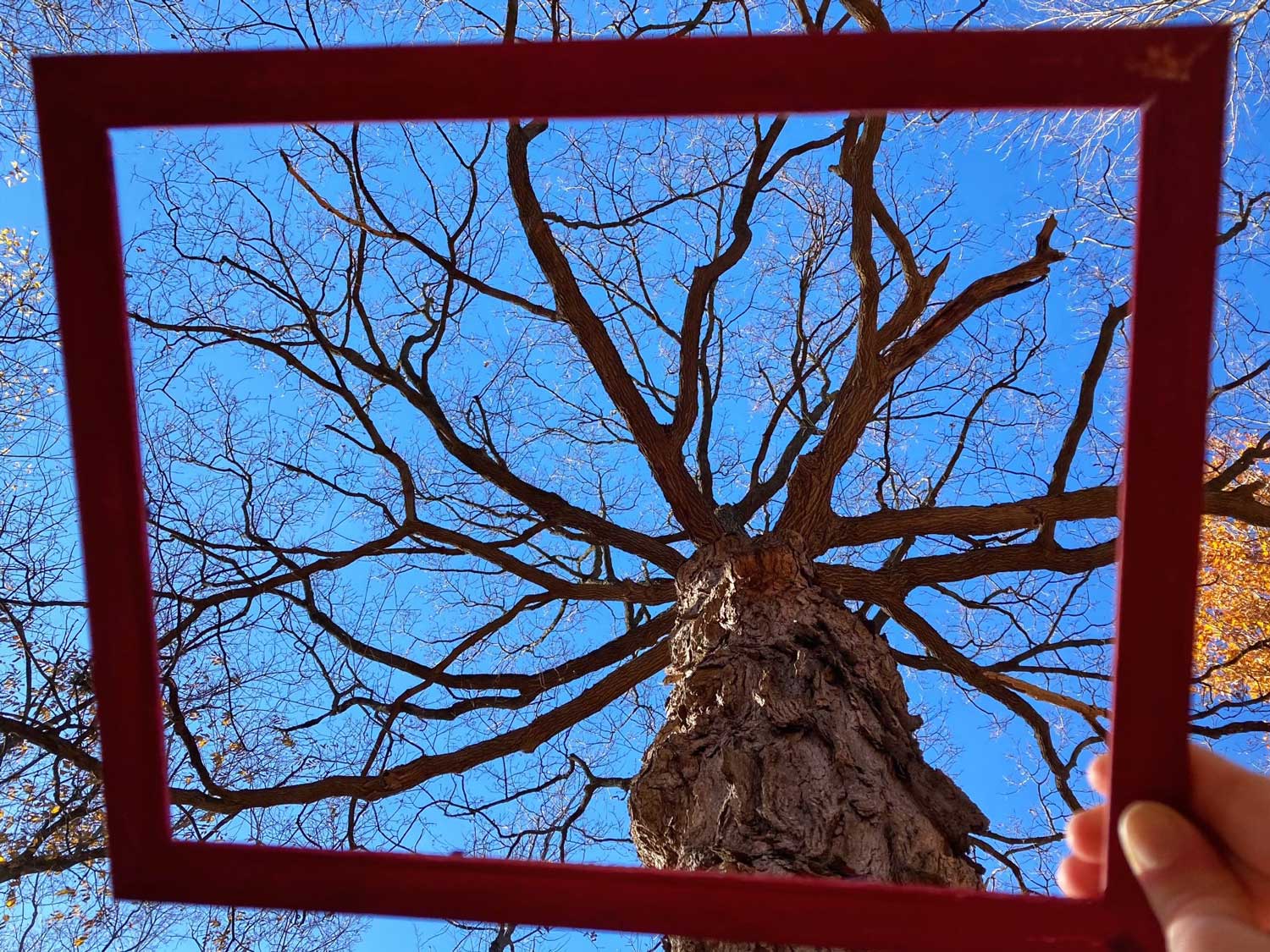 A hand holding up a wooden picture frame to frame a bare tree.