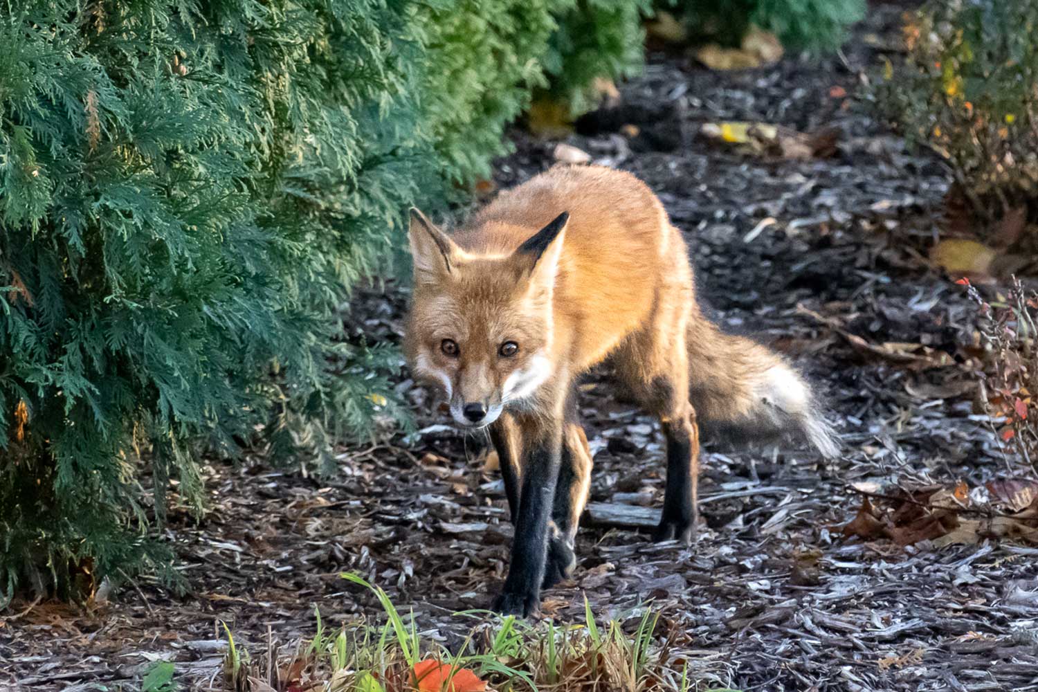 Red fox walking alongside shrubbery.