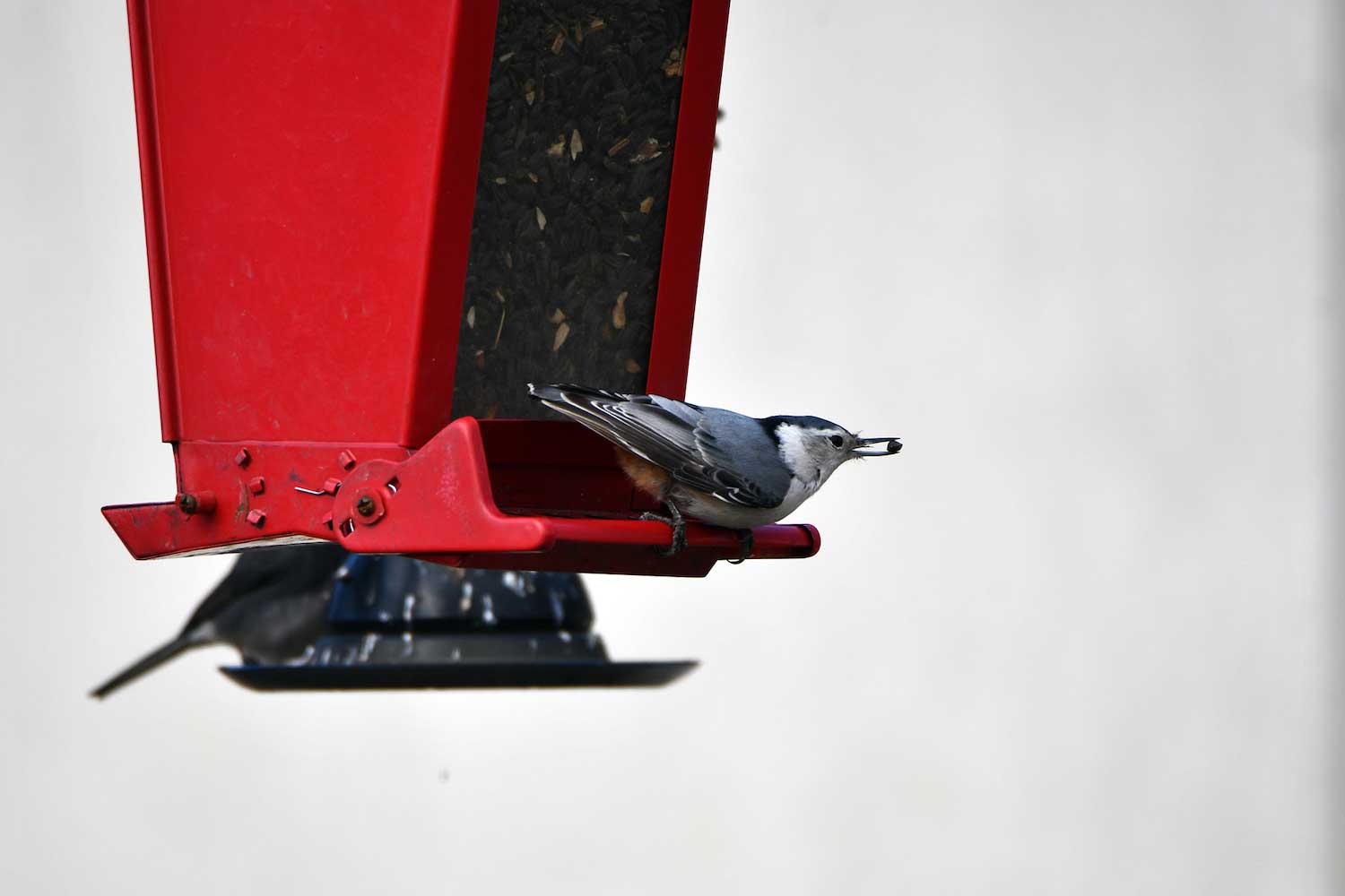 A white-breasted nuthatch eating seed from a bird feeder.