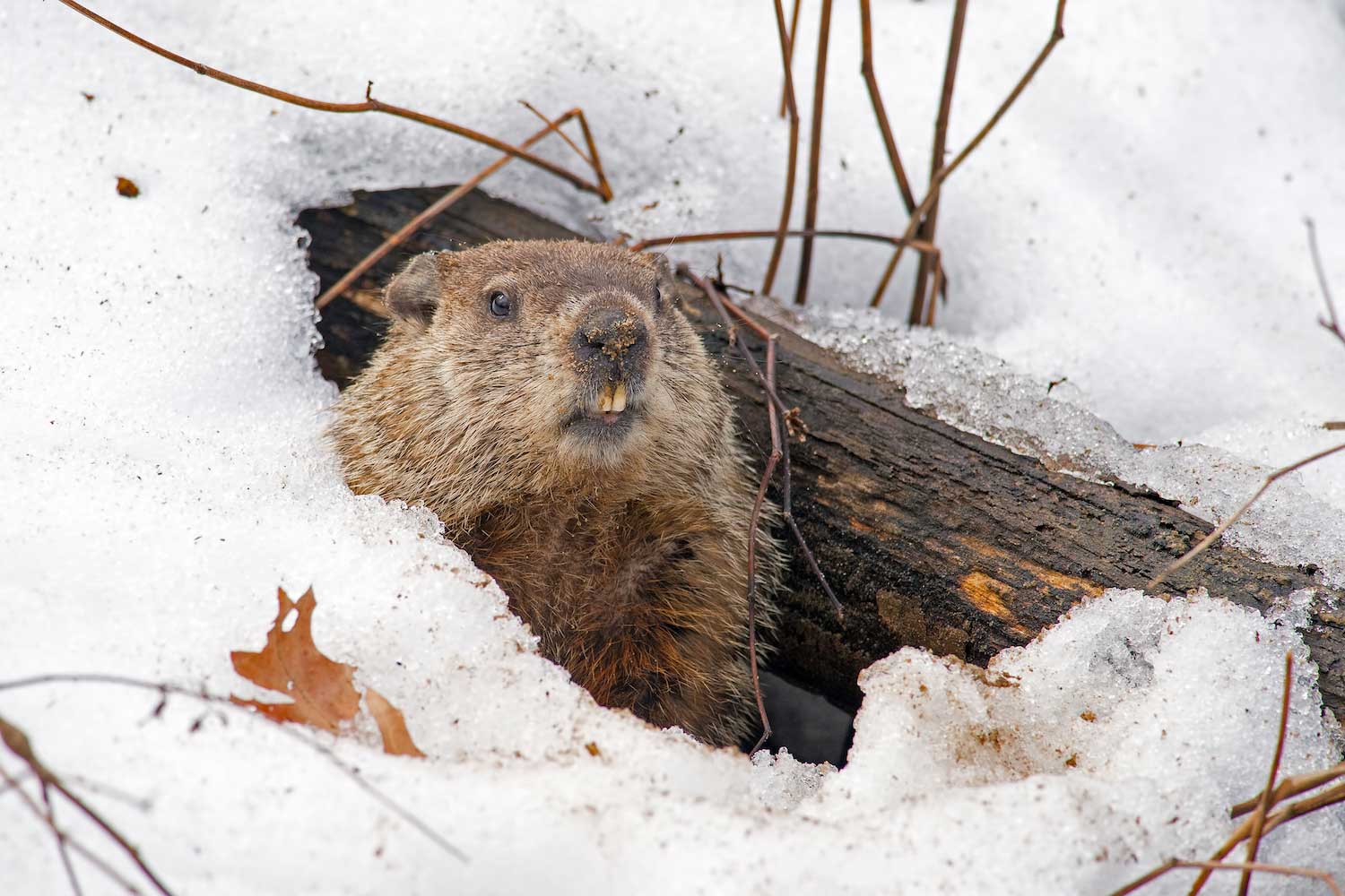 A groundhog peeking out from its burrow surrounded by snow.