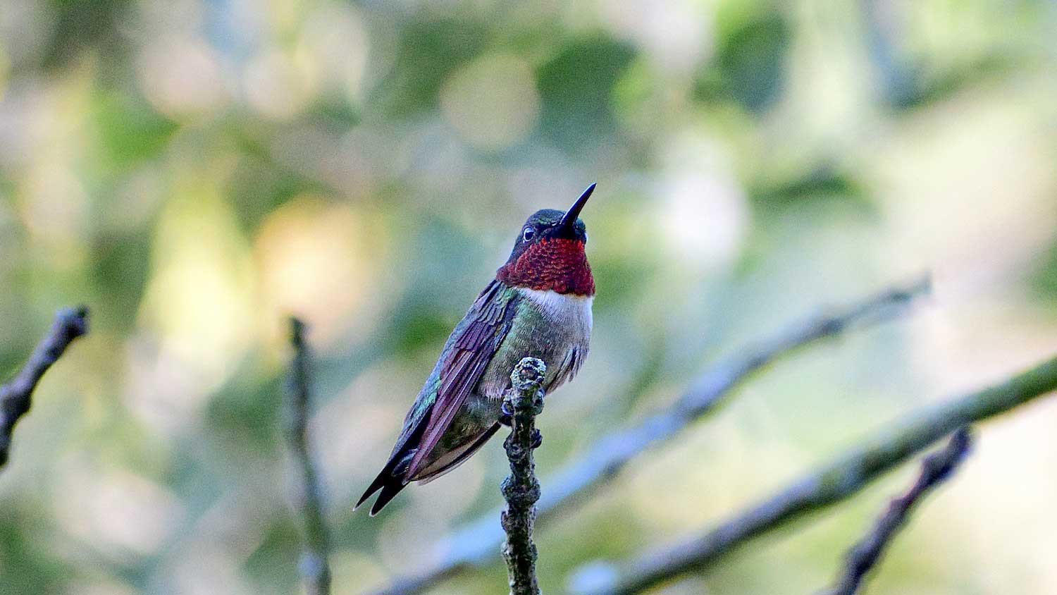 A ruby-throated hummingbird perched on the tip of a branch.