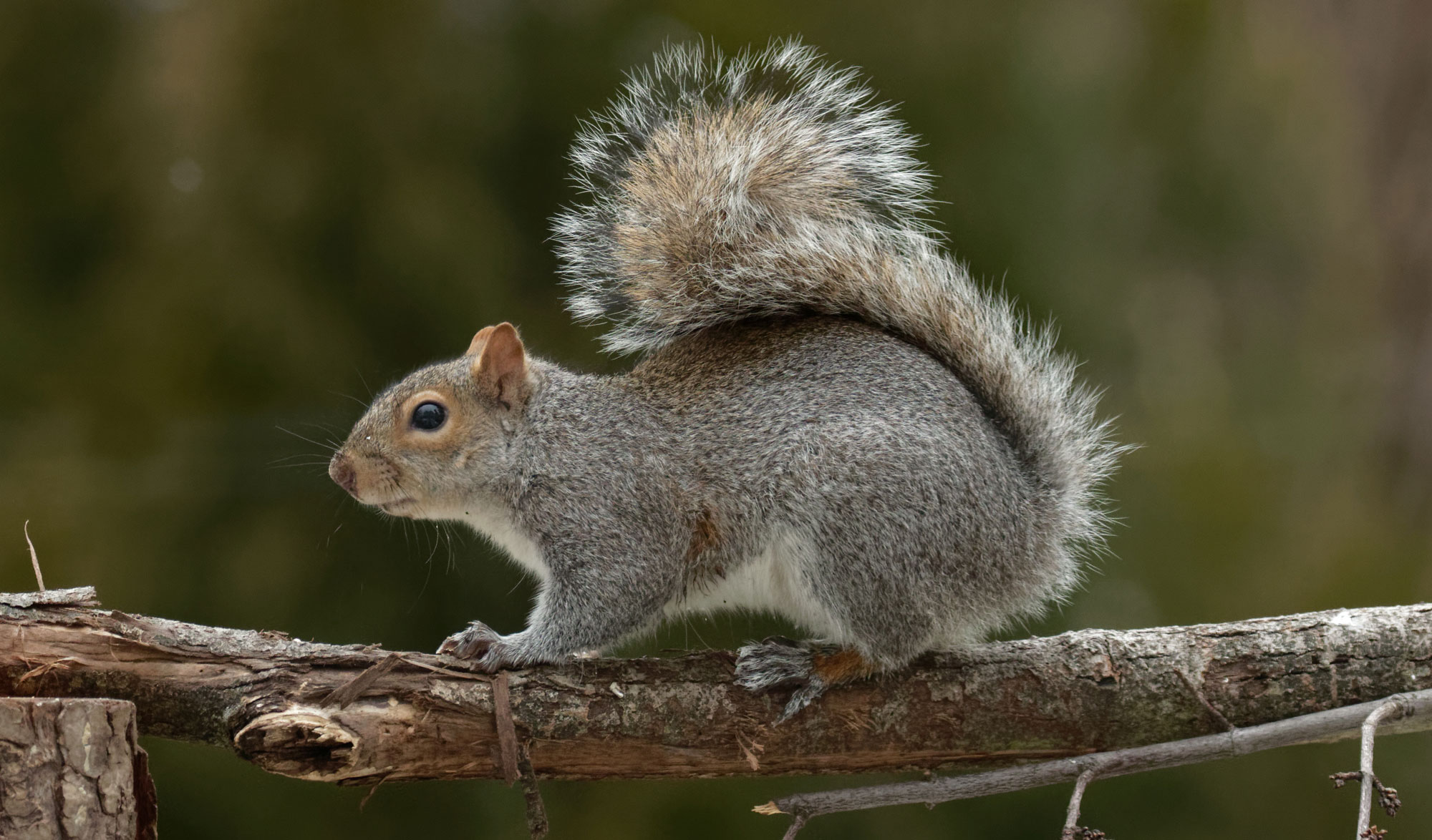 A squirrel on a fence post.