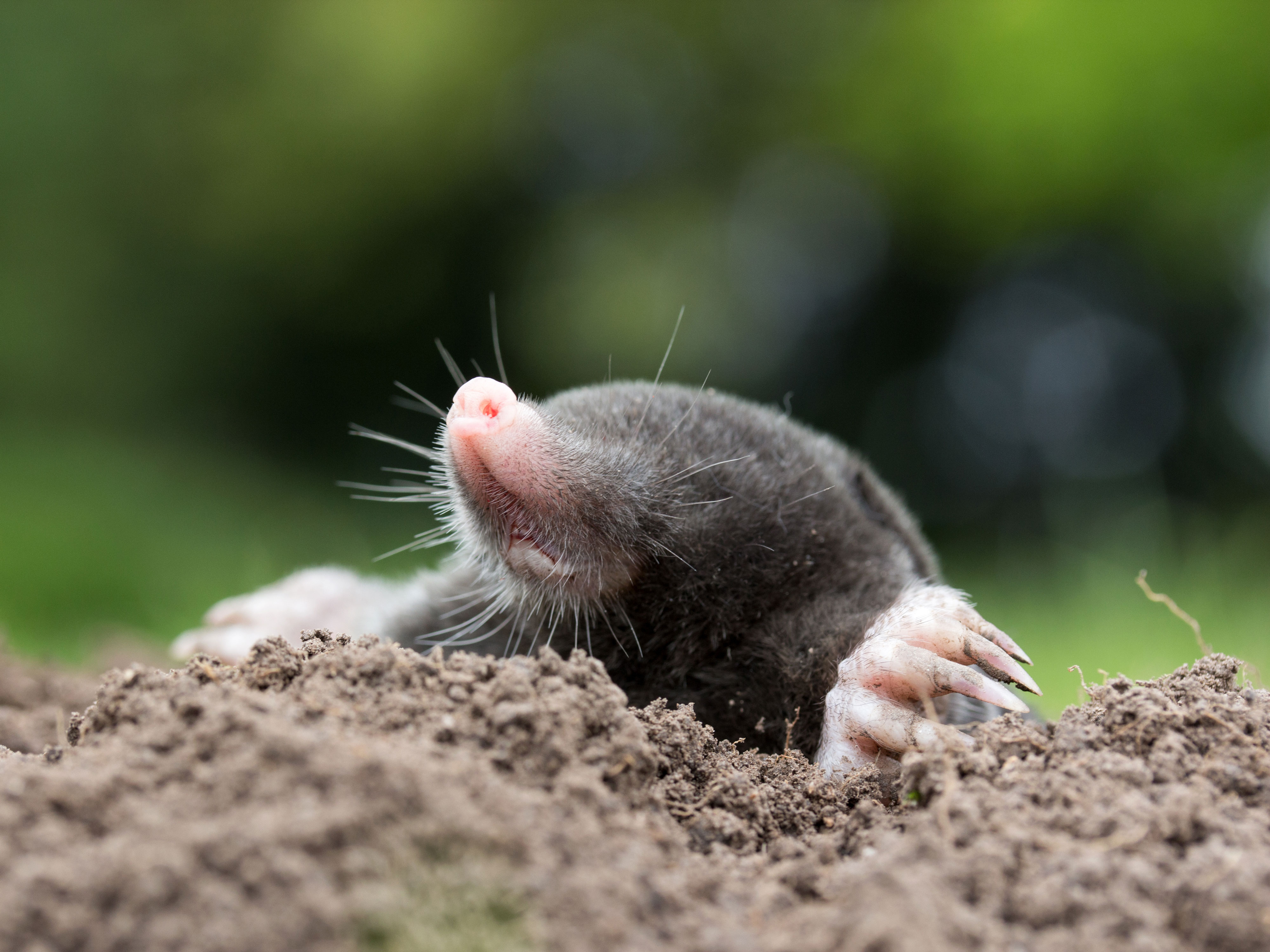 Life underground: What lives just underneath our feet | Forest Preserve District of Will County Life underground: What lives just underneath our feet | Forest Preserve District of Will County