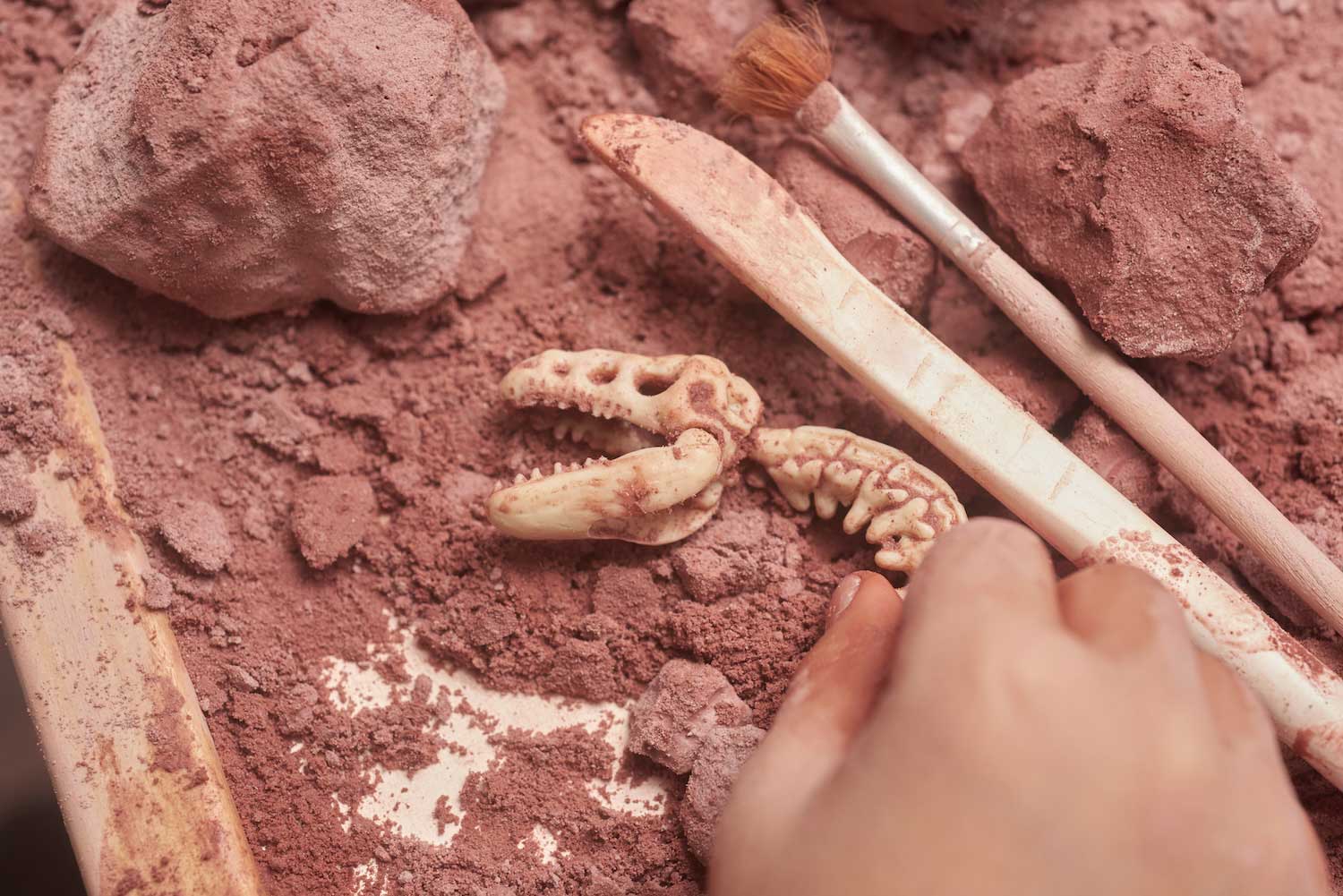 A hand moving dust and dirt from a replica dinosaur with excavation tools nearby.