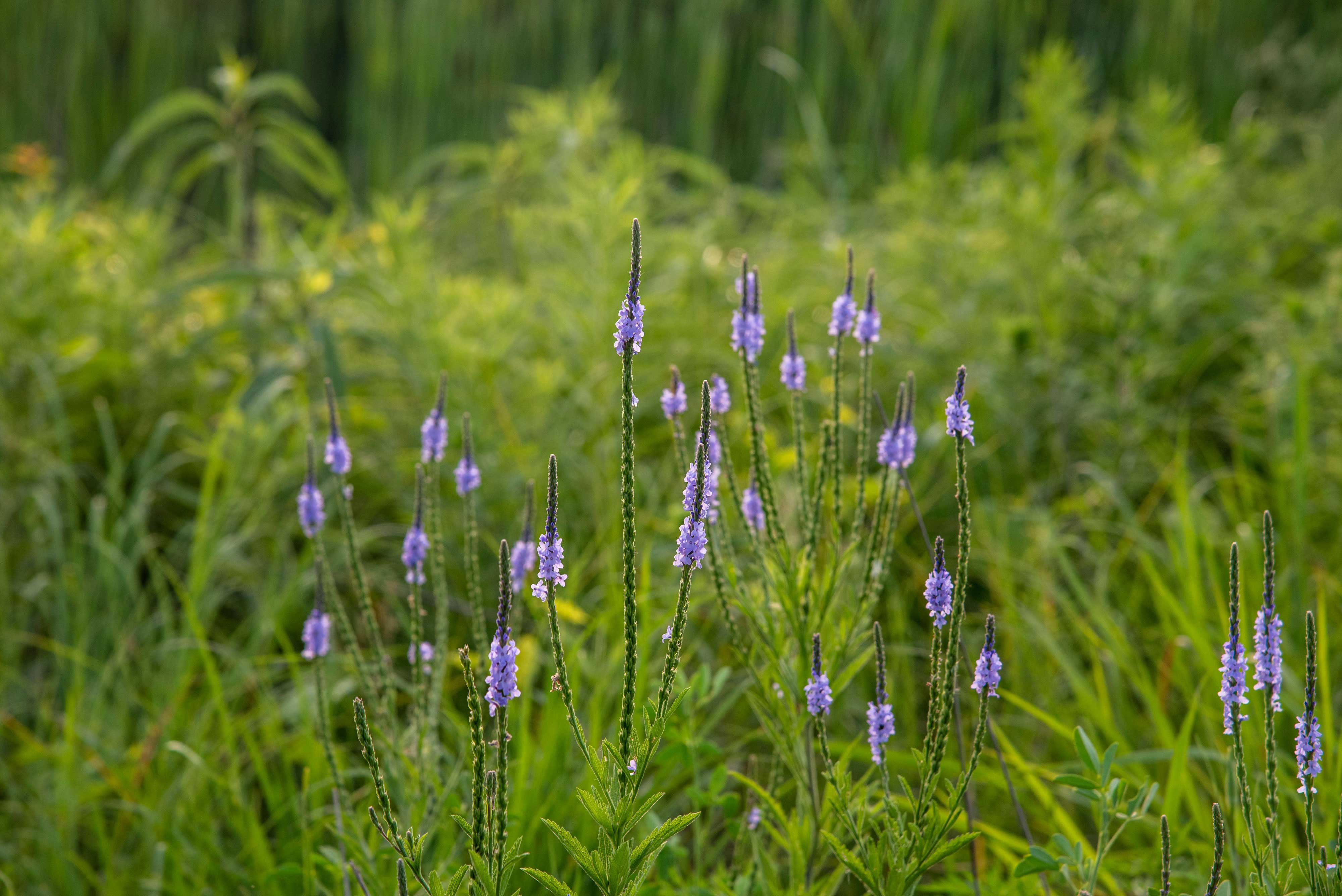 Hoary vervain.