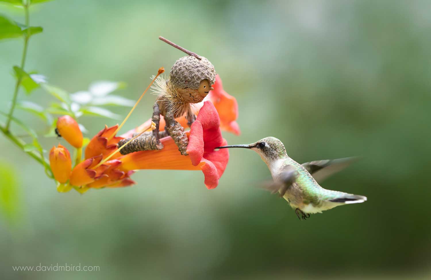 A handcrafted acorn person called a Becorn on a flower while a hummingbird sips nectar from the flower.