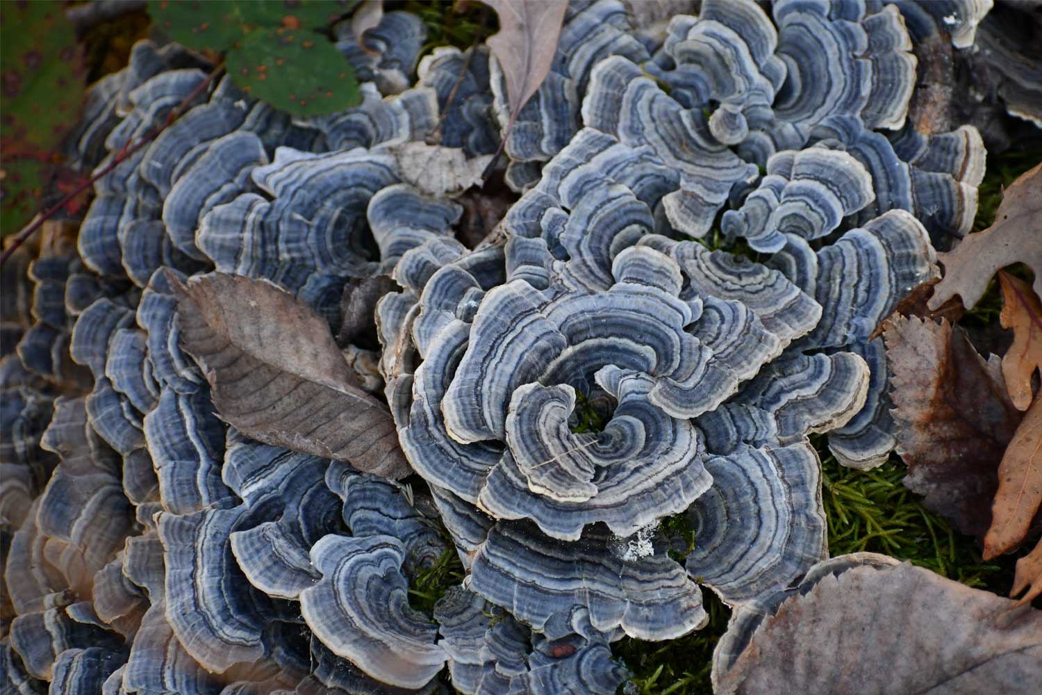 Turkey tail fungus among moss and leaves.