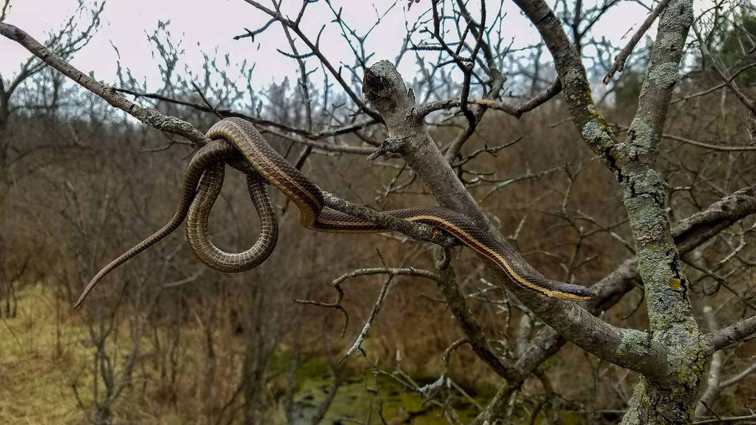 Queen snake draped over tree branches