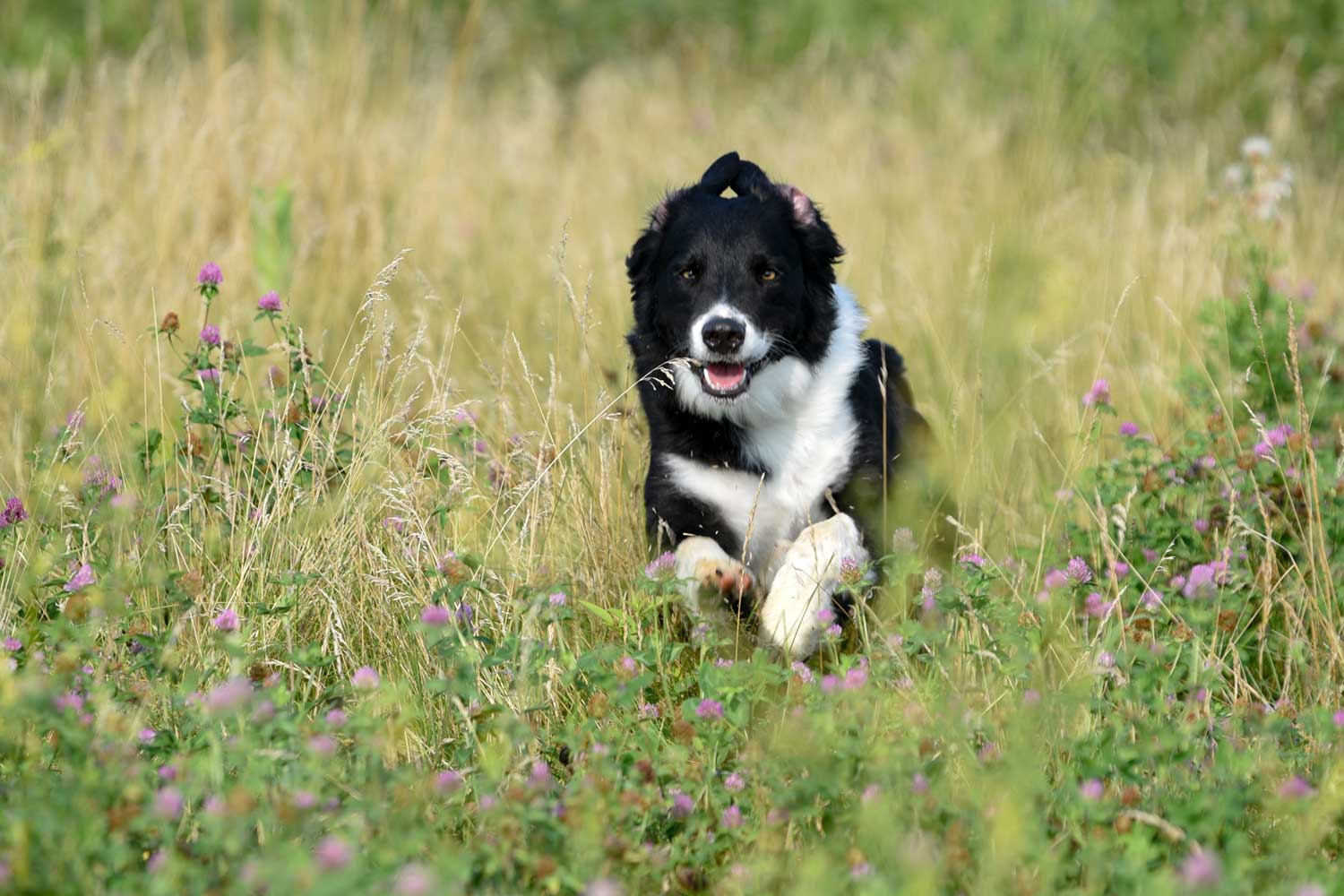 A dog running through long grass.