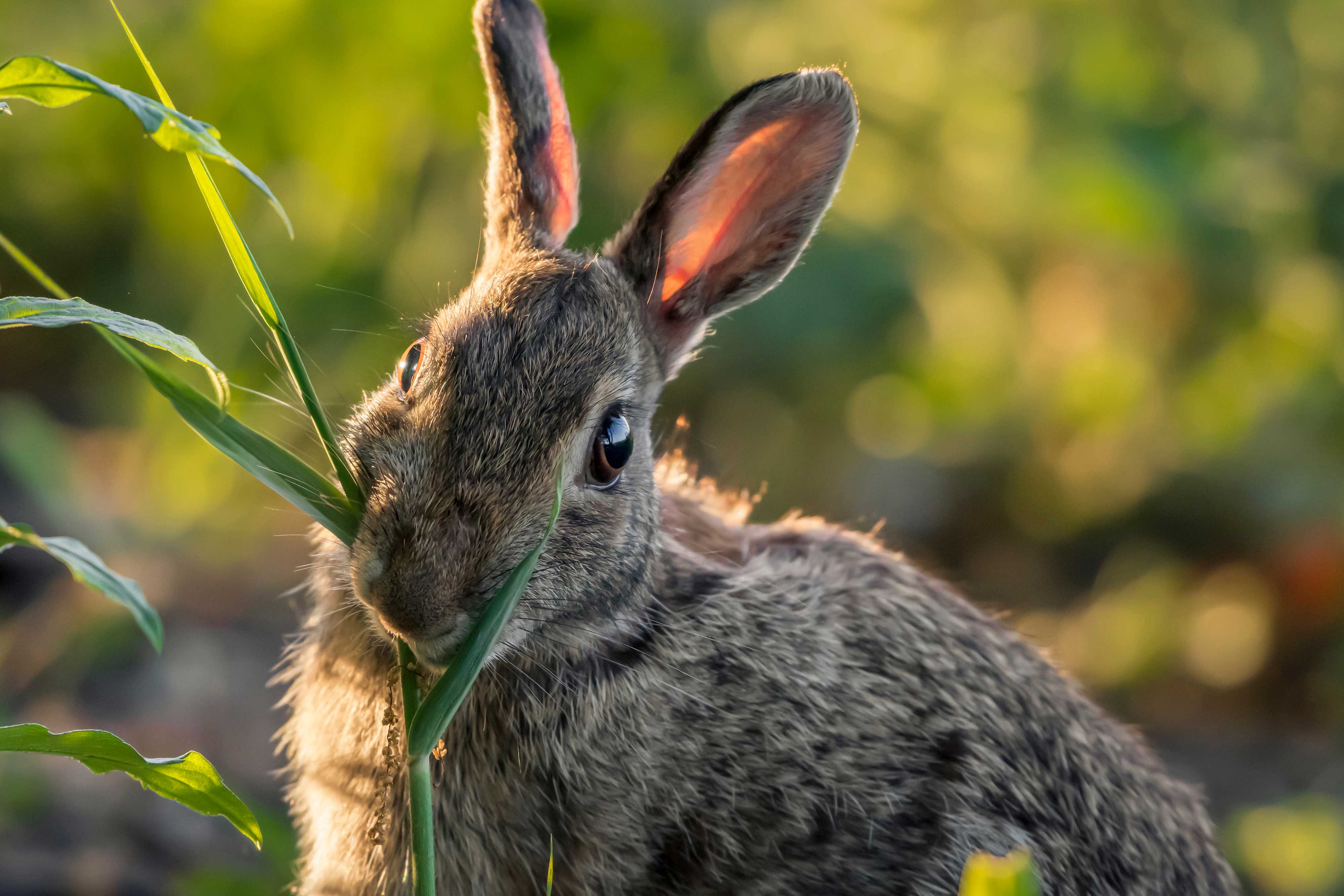 A rabbit eating grass.