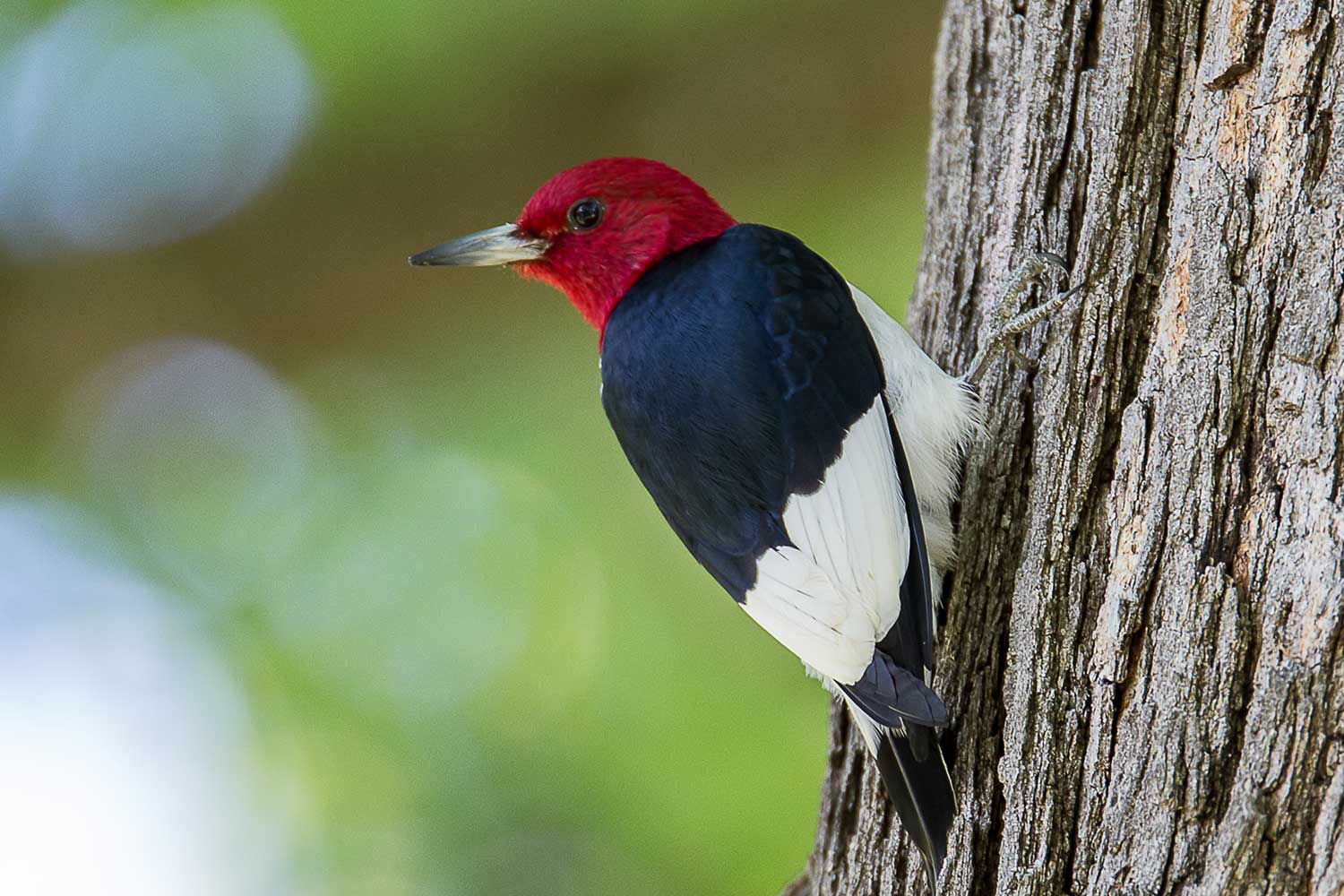 Red headed woodpecker on a tree.