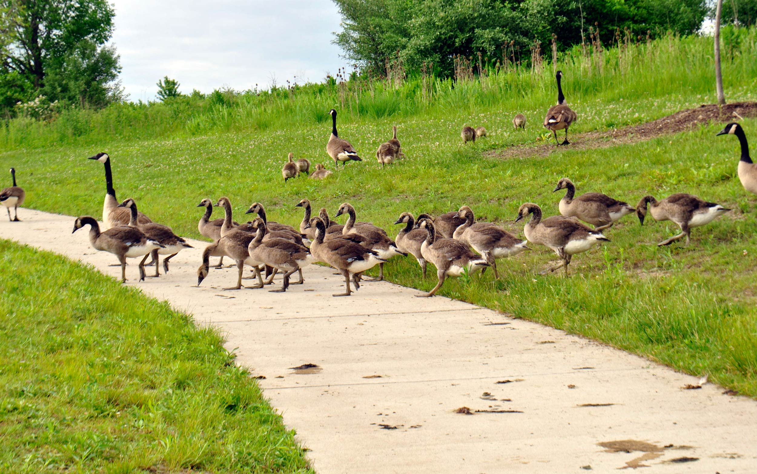 Geese scat.