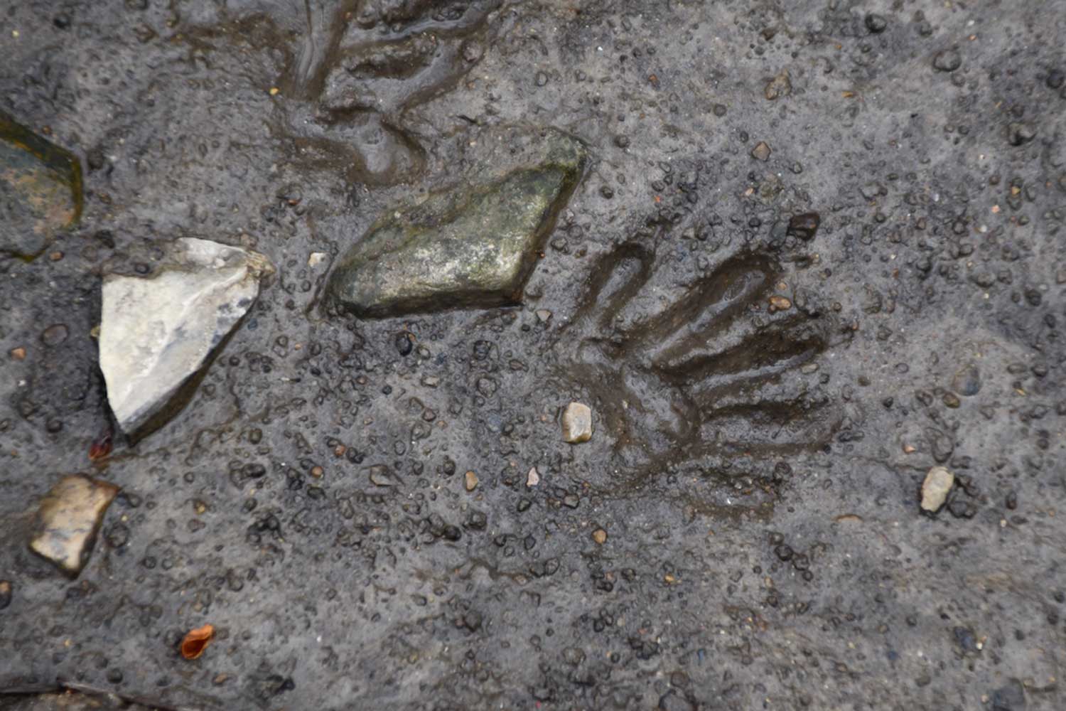 A raccoon paw print in wet mud.