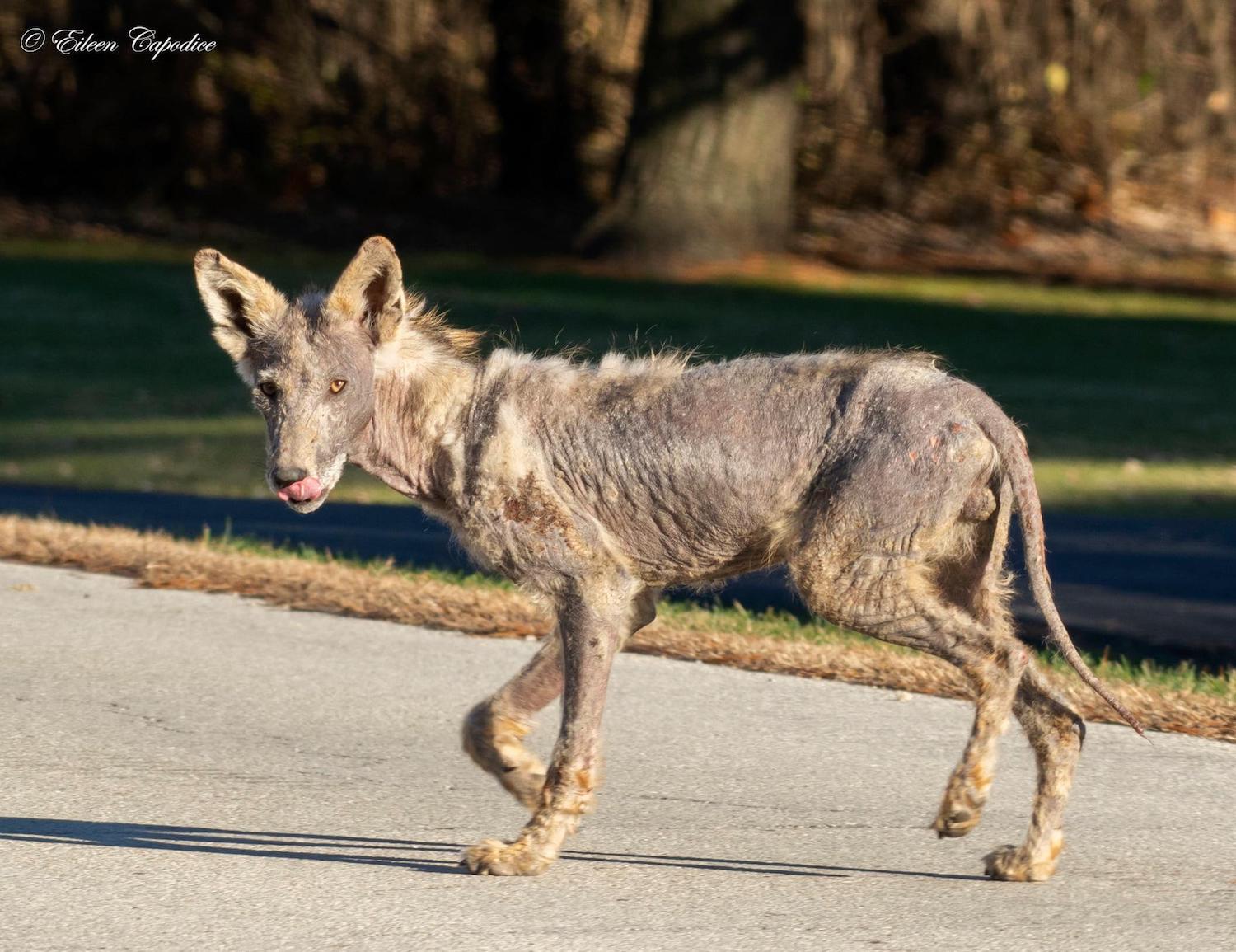 A coyote with mange.