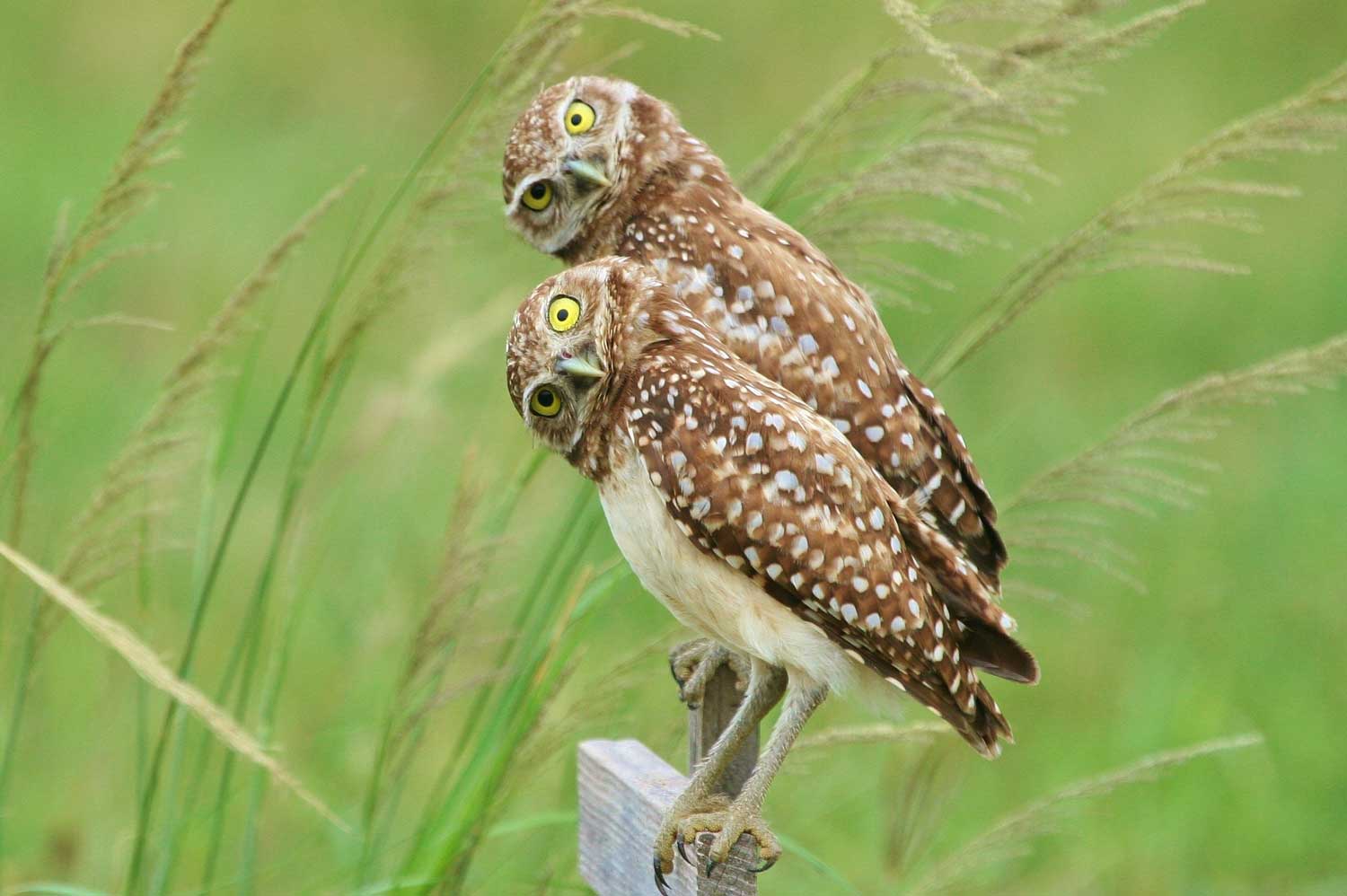 Two owls perched on a fence