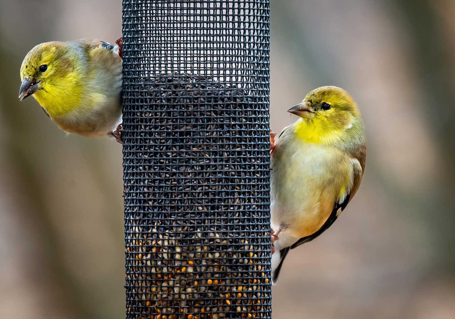 Two American goldfinches perched on a cylindrical bird feeder.