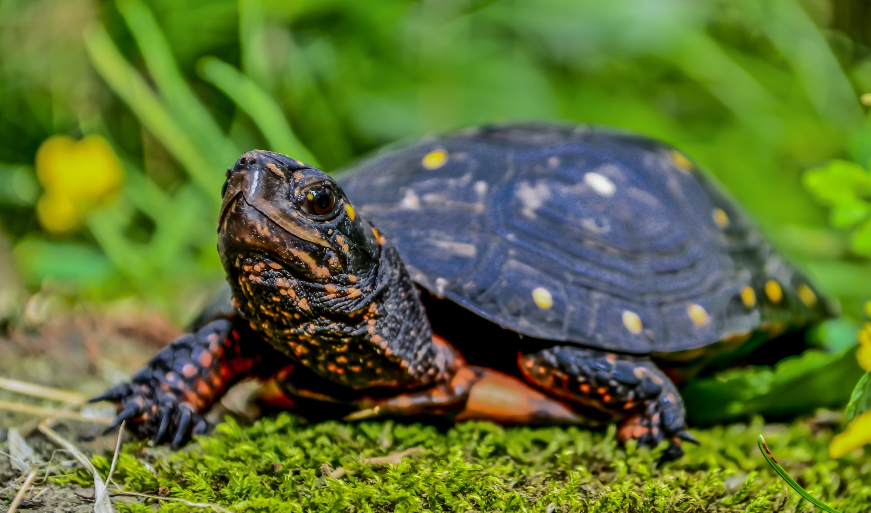 A spotted turtle in the grass.